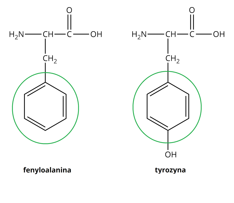 Z lewej strony ilustracji ukazano wzór półstrukturalny fenyloalaniny. Do grupy H indeks dolny, dwa, koniec indeksu dolnego, N z prawej strony przyłączona jest grupa C H. Od niej odchodzą dwa wiązania pojedyncze. Pierwsze skierowane jest w prawo do atomu węgla. Od niego odchodzą dwa wiązania: podwójne w górę, prowadzące do atomu tlenu i pojedyncze w prawo do grupy O H. Drugie wiązanie odchodzące od grupy C H skierowane jest w dół i łączy się z grupą C H indeks dolny, dwa, koniec indeksu dolnego, od której odchodzi pojedyncze wiązanie w dół do cząsteczki benzenu. Zbudowana jest ona z sześciu atomów węgla, które znajdują się w wierzchołkach sześciokąta foremnego. Dodatkowo każdy z atomów węgla jest połączony z atomem wodoru. Cząsteczkę benzenu obrysowaną zielonym okręgiem. Z prawej strony ilustracji ukazano wzór półstrukturalny tyrozyny. Do grupy H indeks dolny, dwa, koniec indeksu dolnego, N z prawej strony przyłączona jest grupa C H. Od niej odchodzą dwa wiązania pojedyncze. Pierwsze skierowane jest w prawo do atomu węgla. Od niego odchodzą dwa wiązania: podwójne w górę, prowadzące do atomu tlenu i pojedyncze w prawo do grupy O H. Drugie wiązanie odchodzące od grupy C H skierowane jest w dół i łączy się z grupą C H indeks dolny, dwa, koniec indeksu dolnego, od której odchodzi pojedyncze wiązanie w dół do cząsteczki benzenu. Zbudowana jest ona z sześciu atomów węgla, które znajdują się w wierzchołkach sześciokąta foremnego. Dodatkowo każdy z atomów węgla jest połączony z atomem wodoru. Od tej cząsteczki odchodzi jedno pojedyncze wiązanie w dół do grupy O H. Cząsteczkę benzenu obrysowaną zielonym okręgiem.
