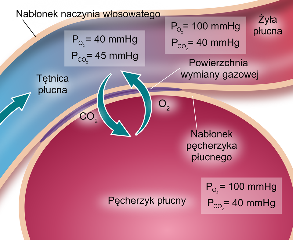 Ilustracja przedstawia wymianę gazową zewnętrzną. Na ilustracji naczynie krwionośne w postaci rurki łączy się z okrągłą strukturą przedstawiającą pęcherzyk płucny otoczony nabłonkiem. Rurka łącząca się z pęcherzykiem płucnym to po lewej stronie tętniąca płucna przychodząca po prawej stronie w żyłę. Na początku tętnicy jest strzałka skierowana w stronę żyły.  Naczynie krwionośne otoczone jest nabłonkiem naczynia włosowatego. Pomiędzy pęcherzykiem płucnym a naczyniem krwionośnym zaznaczono powierzchnię wymiany gazowej. Pomiędzy pęcherzykiem płucnym a naczyniem krwionośnym są dwie strzałki – jedna oznaczająca tlen skierowana jest w stronę tętnicy płucnej z opisem: ciśnienie parcjalne tlenu równa się 40, ciśnienie parcjalne dwutlenku węgla równa się 45. Od napisu biegnie strzałka w dół w stronę pęcherzyka płucnego. Strzałka oznacza dwutlenek węgla. Po stronie żyły płucnej są następujące wartości ciśnienie parcjalne tlenu równa się 100, ciśnienie parcjalne dwutlenku węgla równa się 40. W pęcherzyku płucnym zaznaczono ciśnienie parcjalne tlenu równe jest 100 i ciśnienie parcjalne dwutlenku węgla równe jest 40.