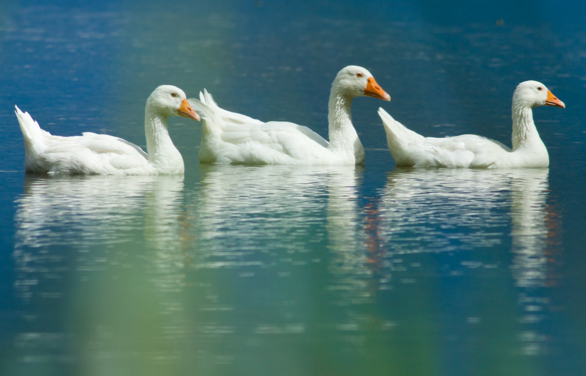 Kolorowa fotografia przedstawia 3 białe gęsi płynące jedna za drugą. Widzimy je z boku, ustawione dziobami w prawą stronę. Woda jest spokojna, widać w niej niewyraźne odbicia ptaków.