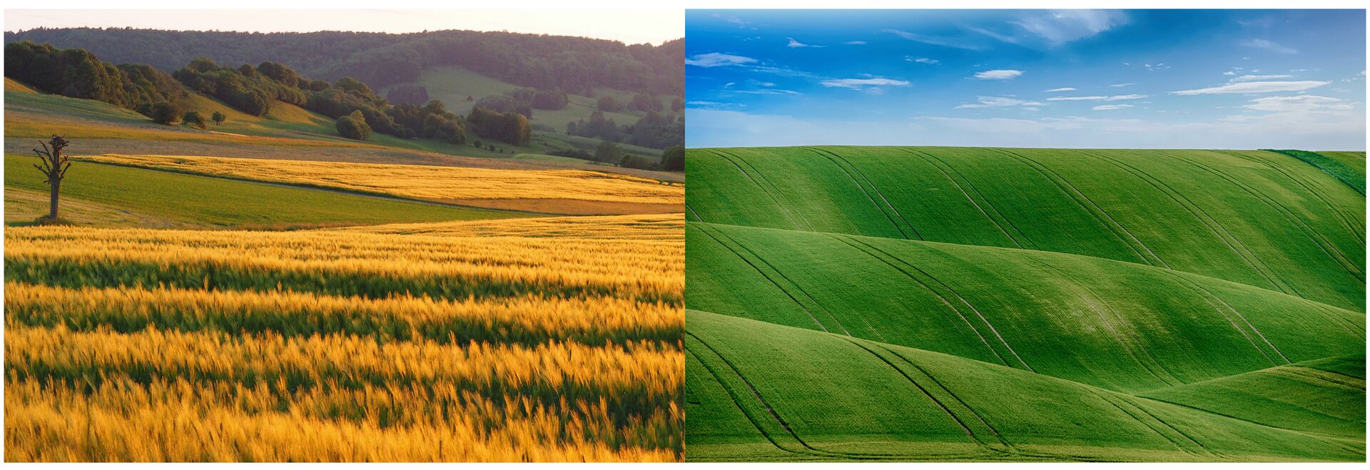 Dwa zdjęcia zestawione obok siebie. Pierwsze przedstawia nieuprawne tereny dzikiej przyrody leśnej. Drugie przedstawia pola uprawne. 