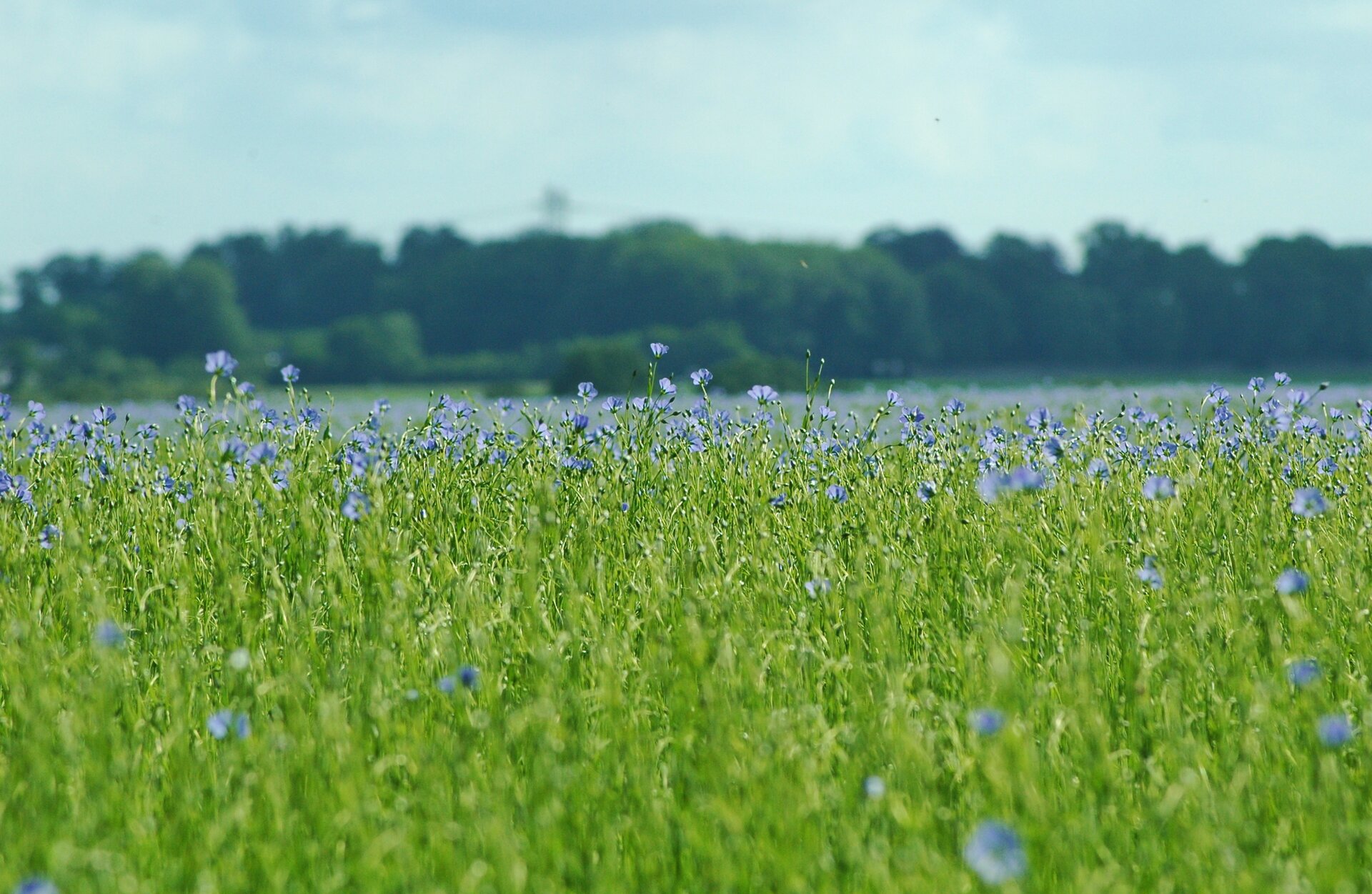 Fotografia prezentuje pole lnu kwitnącego na niebiesko.