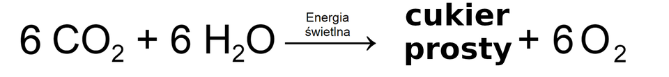 Grafika przedstawia ogólne równanie fotosyntezy. W wyniku reakcji dwutlenku węgla z sześcioma cząsteczkami wody, pod wpływem energii świetlnej, wytwarzany jest cukier prosty i tlen.