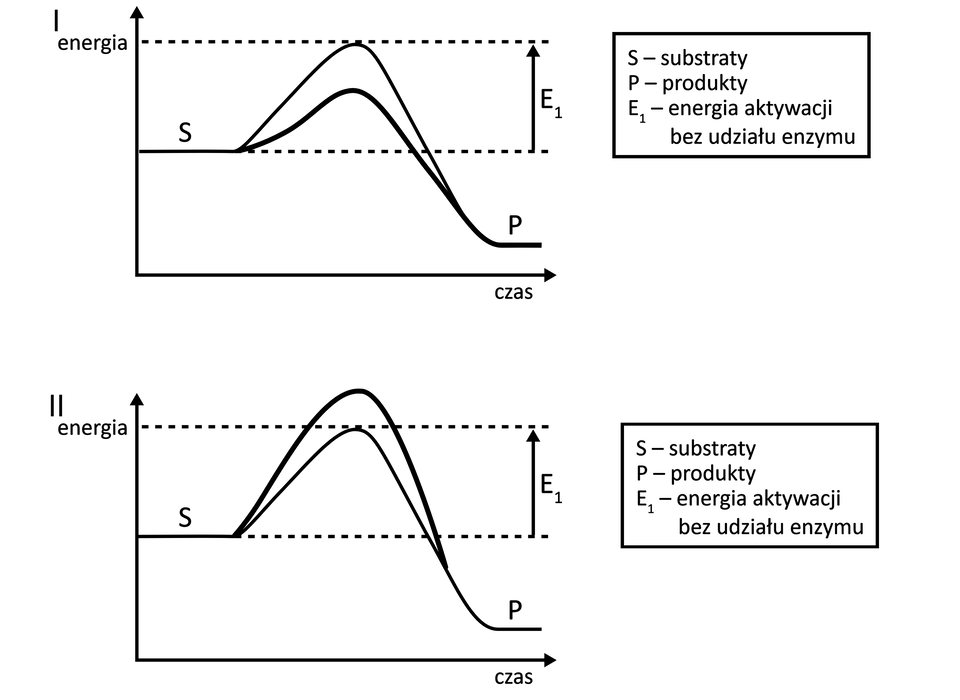 Schematy przedstawiają przebieg pewnych reakcji. Produkty mają niższą energię swobodną niż substraty. Na schemacie pierwszym energia aktywacji z udziałem enzymu jest znacznie mniejsza niż bez biokatalizatora. Na schemacie drugim energia aktywacji z udziałem enzymu jest znacznie większa niż bez biokatalizatora. Na wykresach za pomocą krzywych przedstawiono przebieg reakcji chemicznych w czasie. W wyniku reakcji następuje przekształcenie substratów oznaczonych literą S, w produkty reakcji oznaczone literą P.
