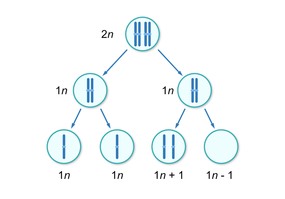Schemat przedstawia 3 poziomy. Pierwszy poziom, dwa chromosomy, 2n. Rozdziela się na dwa poziomy w dół. Pierwszy z nich, dwa chromosomy 1n. Drugi z nich, dwa chromosomy 1n. Pierwszy z nich rozdziela się w dół na jeden chromosom 1n i jeden chromosom 1n.  Drugi z nich, dwa chromosomy 1n rozdziela się na dwa: dwa chromosomy 1n+1 i 1n‑1. 