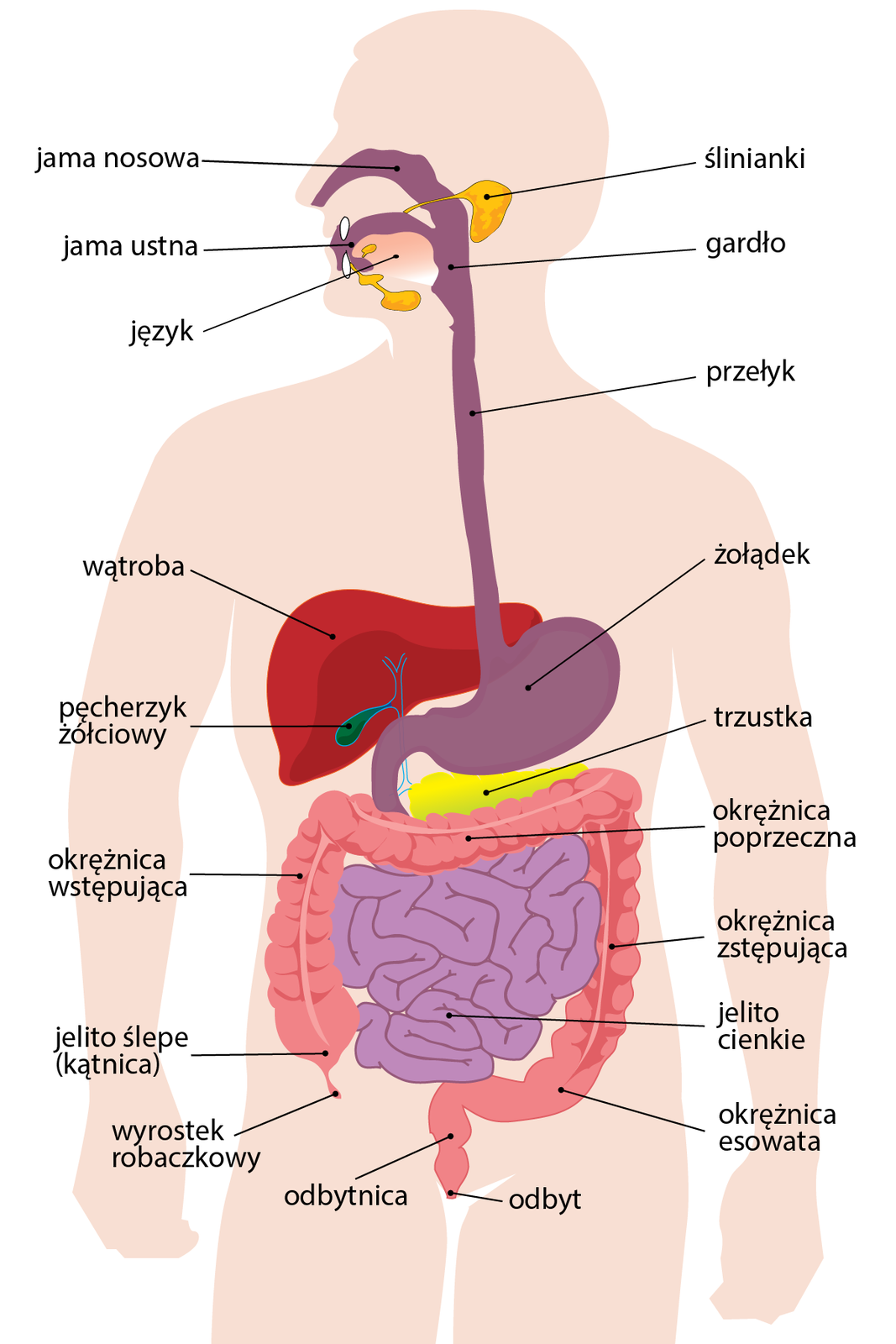 Grafika przedstawia układ pokarmowy człowieka. Widoczna jest schematyczna sylwetka człowieka z wrysowanymi w nią poszczególnymi narządami, od góry jama nosowa, jama ustna, język, ślinianki, gardło, przełyk, żołądek, wątroba, trzustka, jelito ślepe, jelito cienkie, pęcherzyk żółciowy, wyrostek robaczkowy, okrężnica występująca, zstępująca, esowata i poprzeczna, odbytnica, odbyt.
