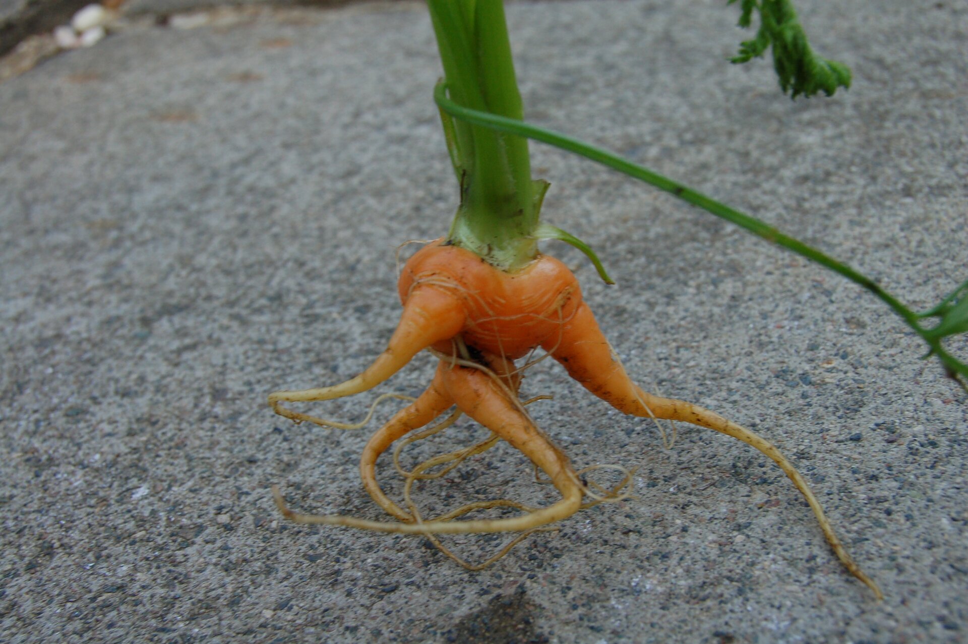 Zdjęcie przedstawia korzeń marchwi o nietypowym kształcie. Przy nasadzie pędu korzeń jest zgrubiały i płaski. Z tego miejsca odchodzą cztery rozgałęzienia o podobnej grubości, zwężające się ku końcowi. Z nich wyrastają cienkie korzenie boczne, zakrzywione ku środkowi rośliny.