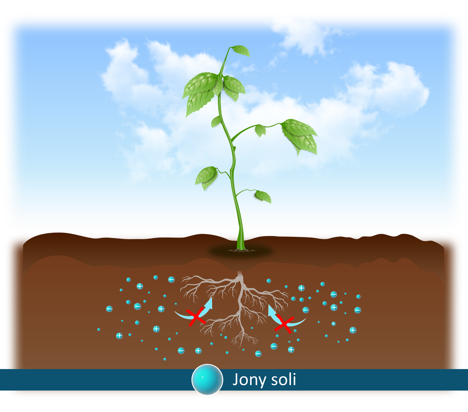 Rysunek przedstawia młodą roślinę z kilkoma gałązkami posiadającymi listki oraz z rozgałęzionymi korzeniami znajdującymi się w glebie, która widoczna jest na ilustracji w przekroju. Dookoła korzeni widoczne są mniejsze i większe niebieskie punkty ze znakami plus i minus, symbolizujące jony soli. Do korzeni prowadzą dwie półokrągłe, niebieskie strzałki przekreślone czerwonym krzyżykiem. 
