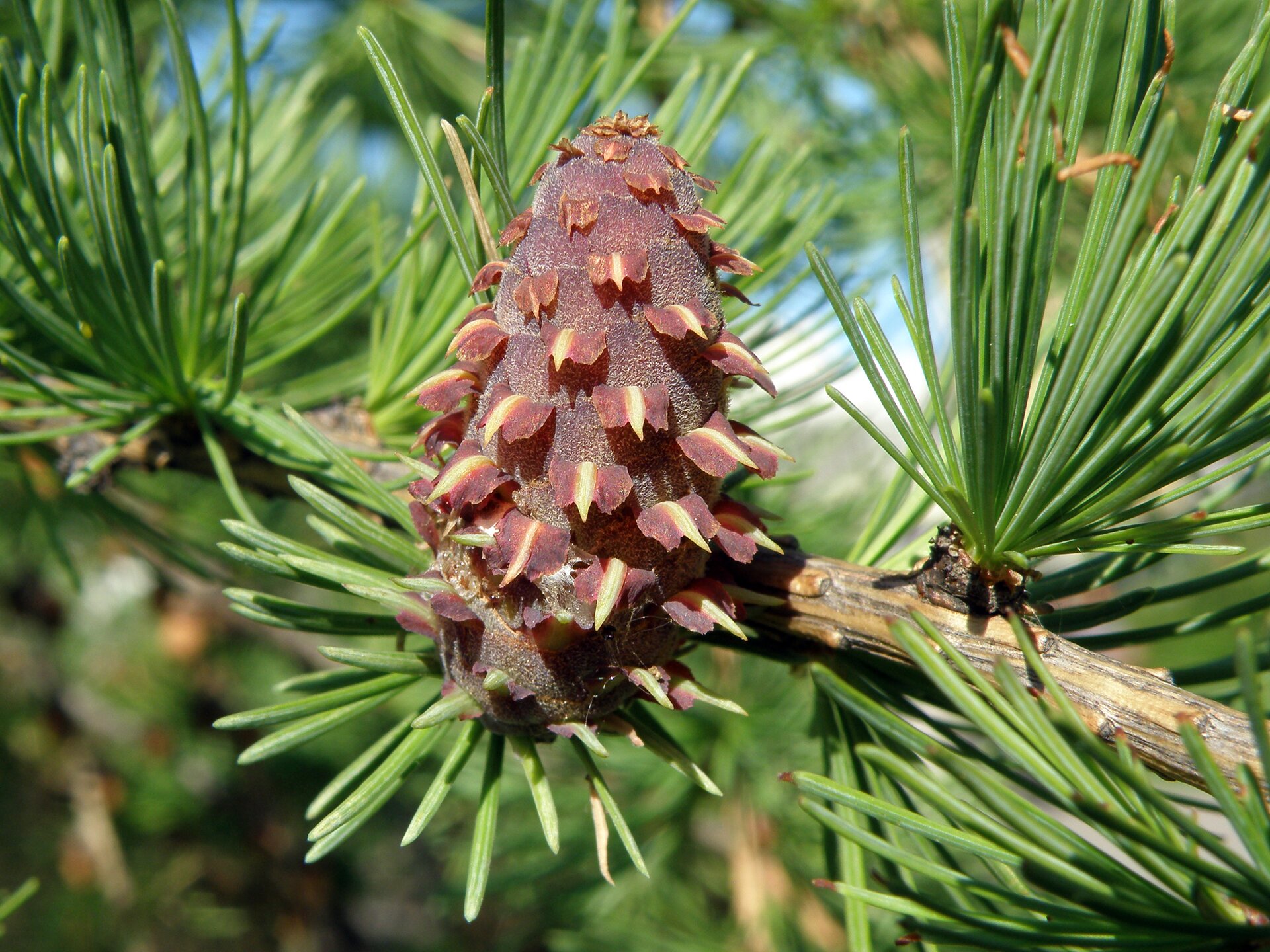 Zdjęcie przedstawia ciemno‑czerwoną, owalną szyszkę modrzewia europejskiego. Osadzona jest na brązowej gałęzi porośniętej długimi, zielonymi igłami.