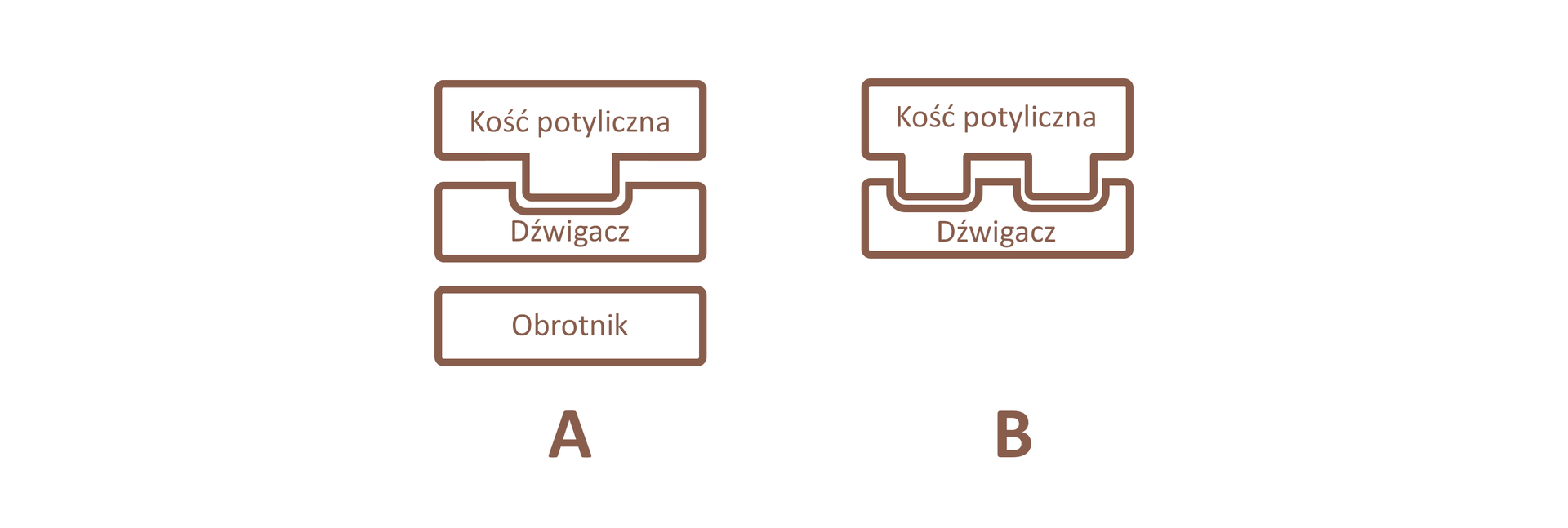 Ilustracja przedstawia dwa schematy. Schemat A przedstawia od góry prostokąt z napisem kość potyliczna, który zazębia się w jednym miejscu z położonym niżej prostokątem z napisem: dźwigacz. Pod "dźwigaczem" jest prostokąt z napisem: obrotnik. Schemat B przedstawia prostokąt z napisem: kość potyliczna, który zazębia się w dwóch miejscach z położonym niżej prostokątem z napisem: dźwigacz.   