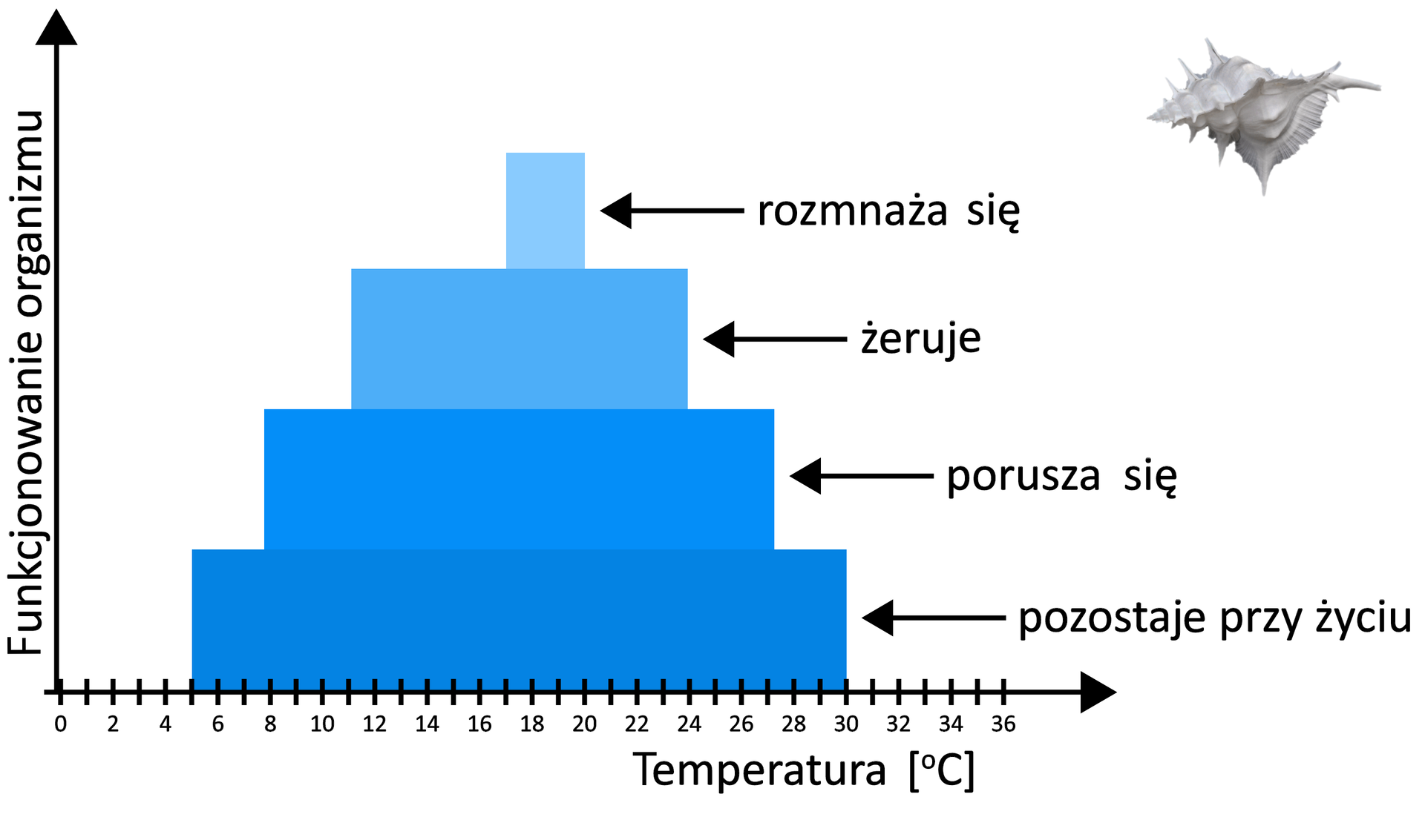 Wykres przedstawia zakres tolerancji ekologicznej ślimaka morskiego. Na osi Y przedstawiono funkcjonowanie organizmu ślimaków morskich, na osi X przedstawiono temperaturę w stopniach Celsjusza w przedziale od 0 do 36. W zakresie temperatur od pięciu do 30 stopni ślimaki morskie pozostają przy życiu. W zakresie temperatury od 8 do 27 stopni ślimaki poruszają się. W zakresie temperatury od 11 do 24 stopni ślimaki żerują. W zakresie temperatury od 17 do 20 ślimaki rozmnażają się.