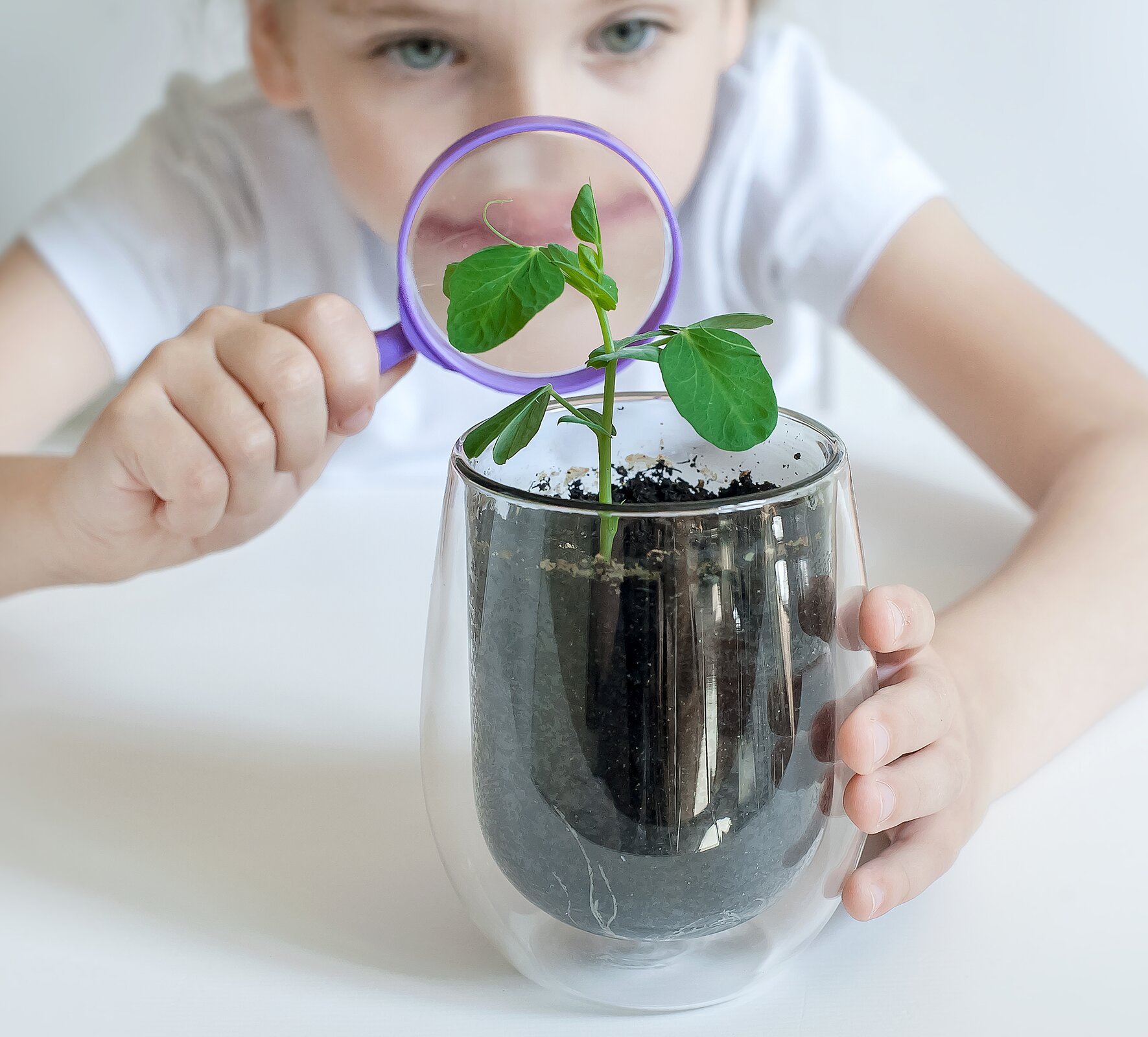 Zdjęcie przedstawia dziecko oglądające roślinę przez szkło powiększające. Na pierwszym planie jest szklane naczynie z ziemią, z której wyrasta niewielka zielona łodyga z kilkoma listkami po obydwu jej stronach. Na drugim planie jest dziecko, które przygląda się roślinie przez lupę, trzymaną w prawej dłoni, lewą dłonią trzyma naczynie.