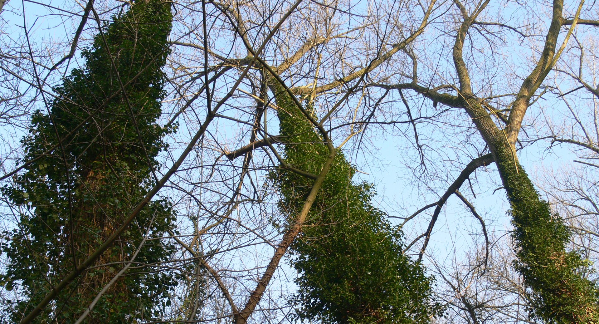 Bluszcz pospolity (Hedera helix) może negatywnie wpływać na wzrost i rozwój roślinpodporowych. Wieloletnie i silnie rozrośnięte osobniki bluszczu ograniczają dostęp światłaporośniętym częściom rośliny podporowej, w wyniku czego rośnie ona słabiej. Ponadto pędybluszczu obciążają roślinę podporową, przez co staje się ona bardziej podatna na złamanialub przewrócenie pod wpływem działania czynników atmosferycznych.