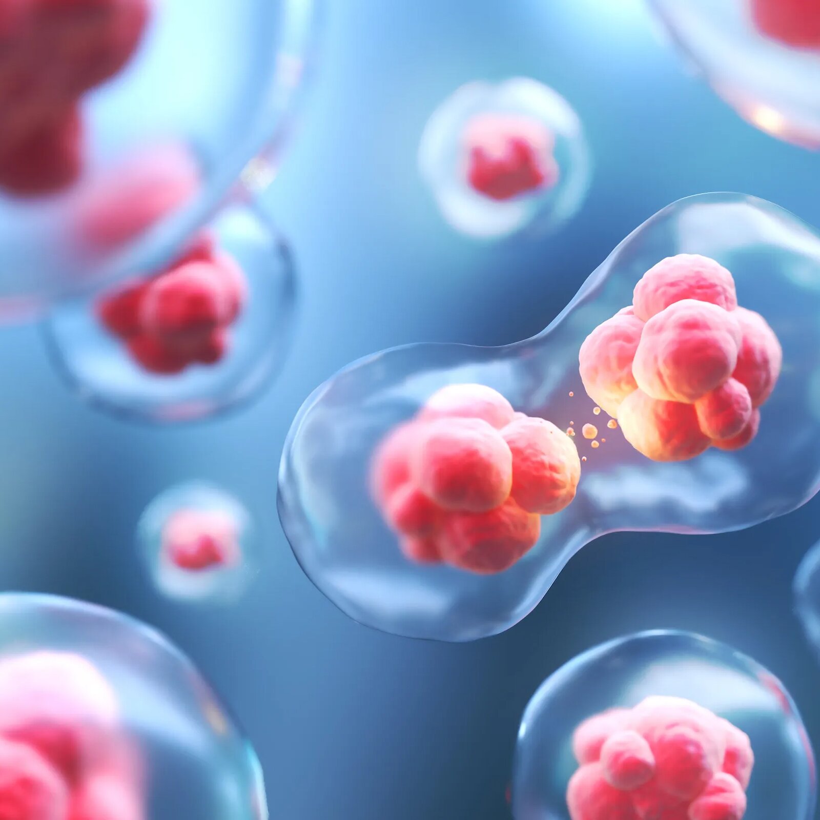 Ilustracja przedstawia podział cytoplazmy w procesie podziału komórki. Widoczna przezroczysta błona okalająca dwie kulki. 