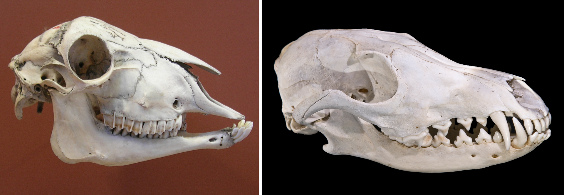 Dwie czaszki zwierzęce.