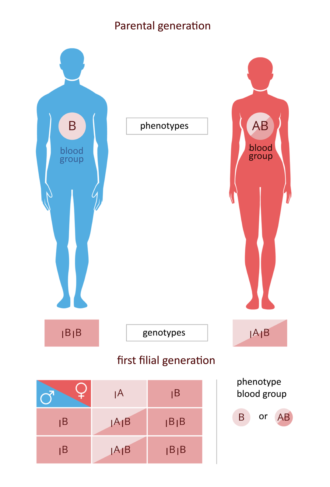 Ilustracja przedstawia pokolenie rodziców. parental generation. Zestawiono niebieską sylwetkę mężczyzny z grupą krwi, blood group B i różową sylwetkę kobiety z grupą krwi, blood group AB. Pod sylwetkami wypisane genotypy, genotypes: mężczyzna jest homozygotą. Poniżej na różowym tle krzyżówka genetyczna. W pokoleniu potomnym połowa dzieci ma krew grupy AB, połowa grupy B. Na ilustracji są napisy: pokolenie rodzicielskie; grupa krwi; fenotypy; genotypy; pierwsze pokolenia potomne