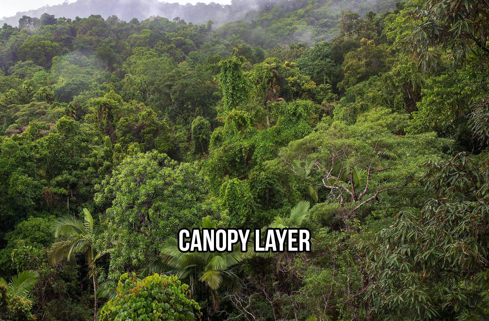 Zdjęcie przedstawia fragment lasu tropikalnego z bardzo zieloną roślinnością. Widoczne są zarówno drzewa, jak i wysokie krzewy. W tle widoczna jest unosząca się na lasem mgła. Na zdjęciu widoczny jest napis w języku angielskim: CANOPY LAYER.