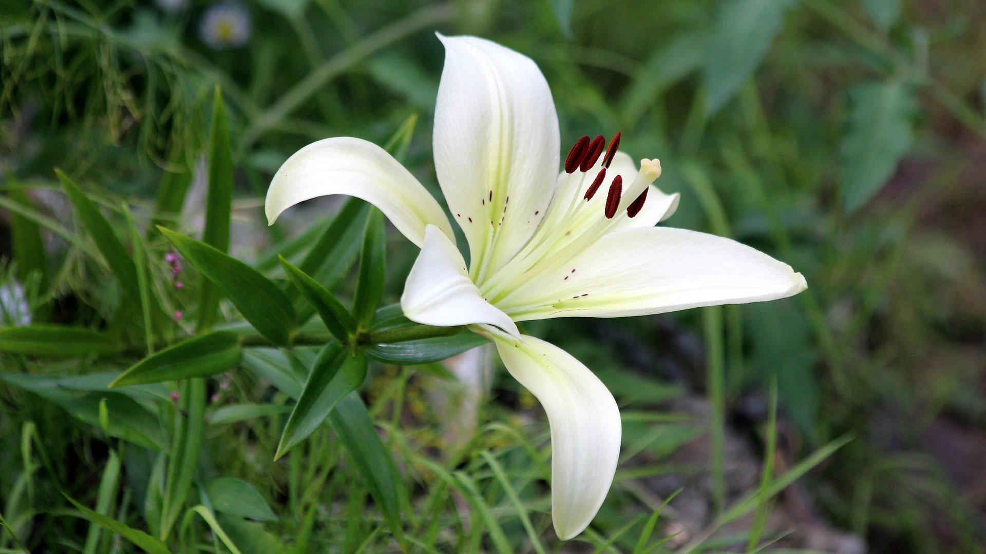 Zdjęcie przedstawia kwiat lilii.