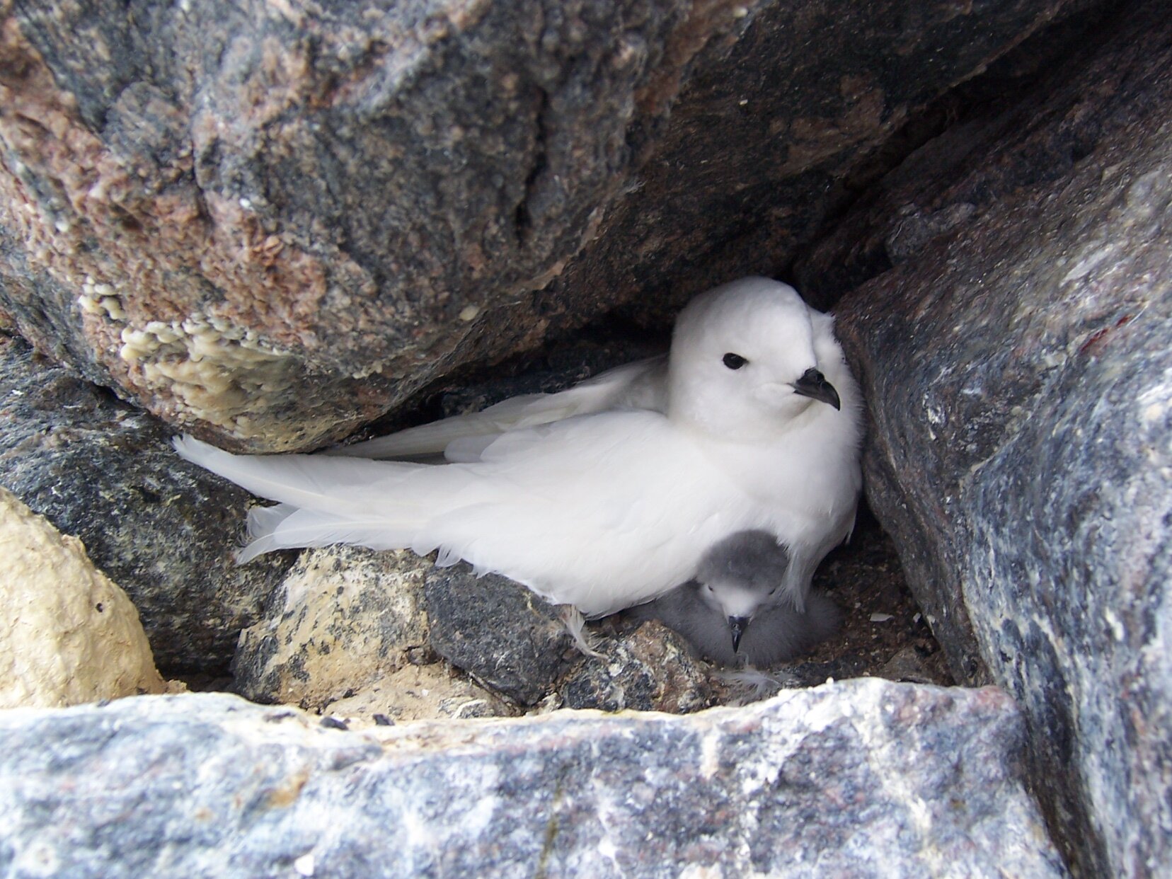 Na zdjęciu niewielki, biały ptak przypominający gołębia. Jest ukryty w szczelinie skał. Obok niego małe, szare pisklę.