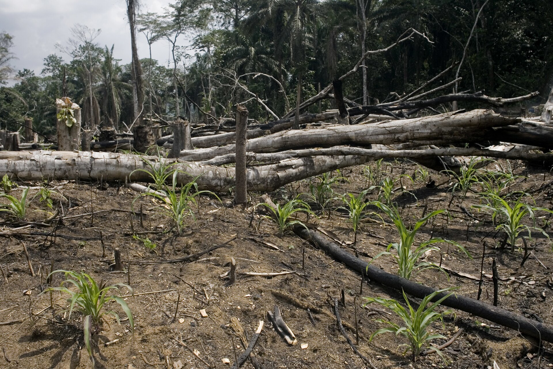 Fotografia przedstawia wypalony las. Z ziemi gdzieniegdzie wystają nadpalone lub połamane konary drzew. Z gleby w niektórych miejscach wyrastają zielone rośliny. W tle linia drzew.