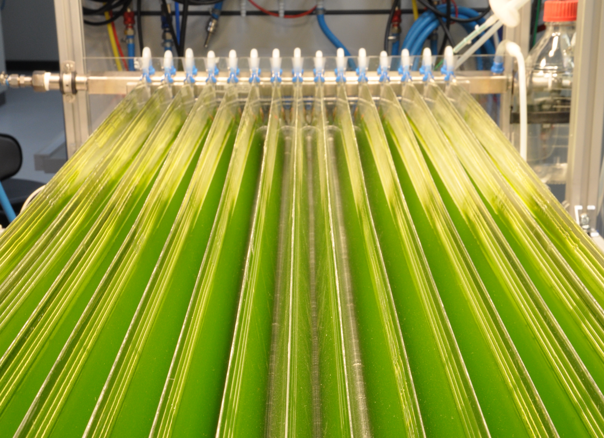 Fotografia przedstawia rzędy żółto zielonych pionowych płaszczyzn, w których hodowane są genetycznie modyfikowane sinice. W głębi znajdują się białe niebieski rury i zawory. Instalacja ta służy do produkcji etanolu.