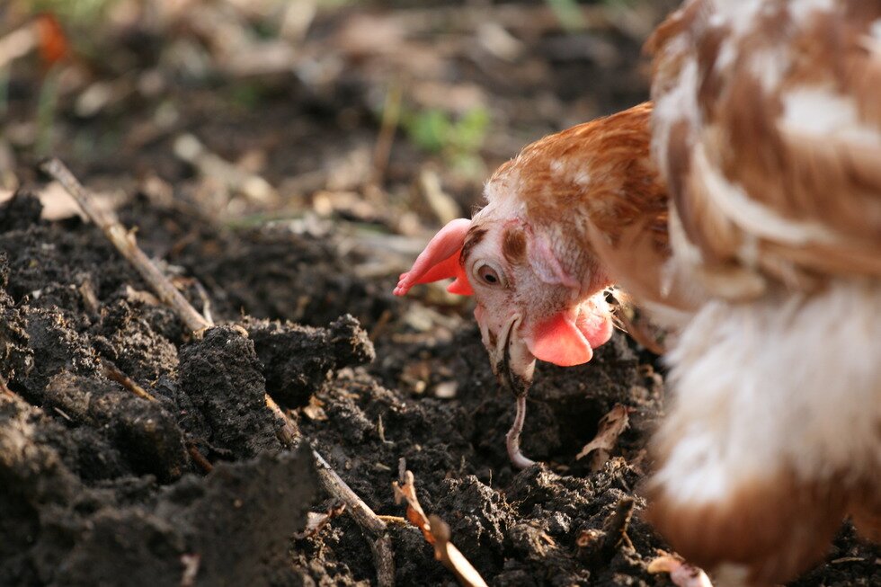 Fotografia przedstawia zbliżenie na kurę grzebiącą w świeżo zoranej ziemi. Kura pochylona nad fragmentem ziemi, widoczna wystająca z dzioba dżdżownica. 