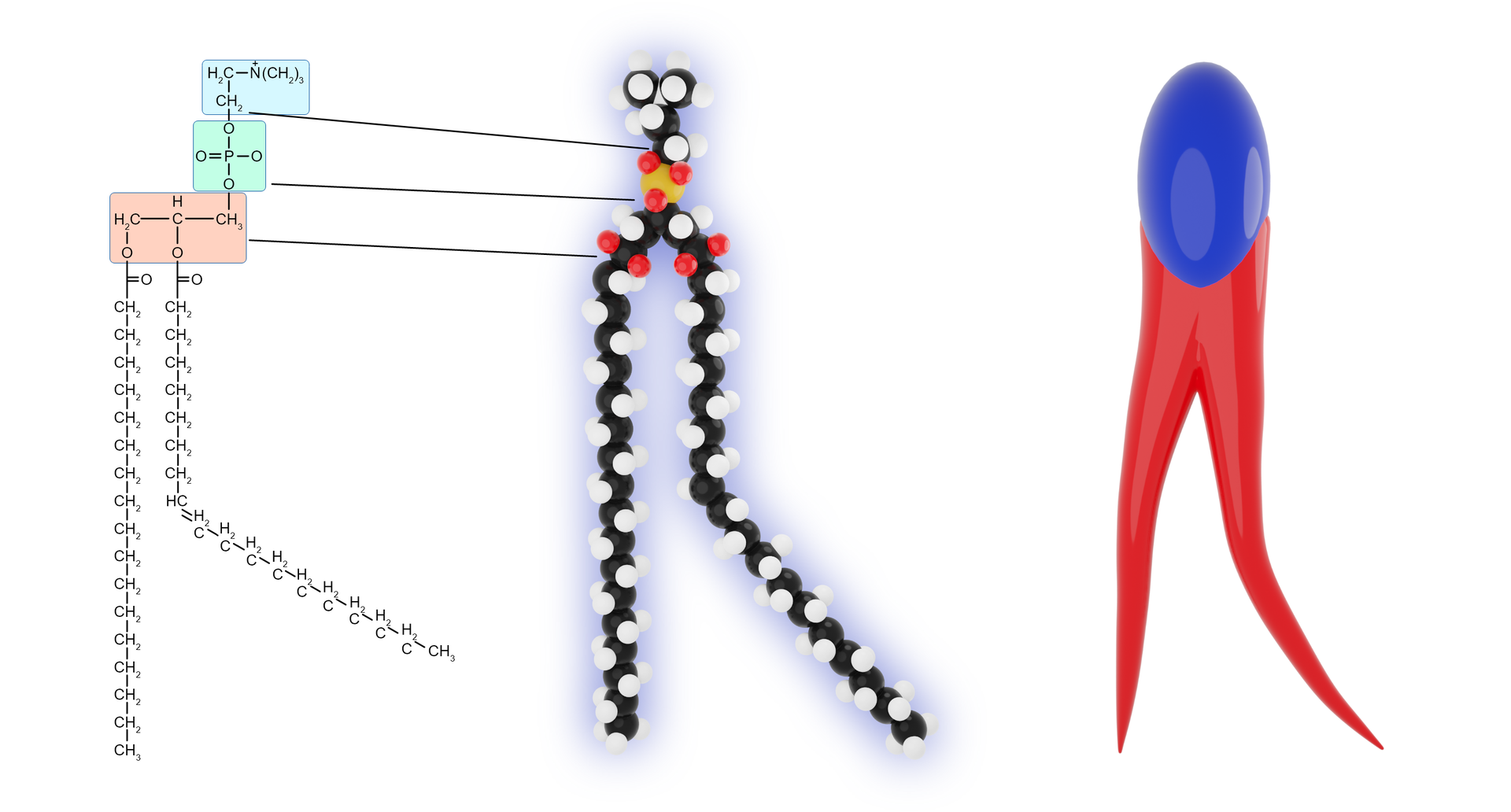 Grafika przedstawia wzór chemiczny i schemat struktury przestrzennej fosfolipidu. Fosfolipid zbudowany jest z cząsteczki glicerolu połączonej z dwiema cząstkami kwasów tłuszczowych, grupą fosforanową oraz cząsteczką alkoholu zlokalizowaną na szczycie cząsteczki. Jej ułożenie przestrzenne przypomina kijankę o dwóch ogonkach. Składa się z okrągłej części górnej oraz dwóch długich nici zwężających się ku dołowi. 