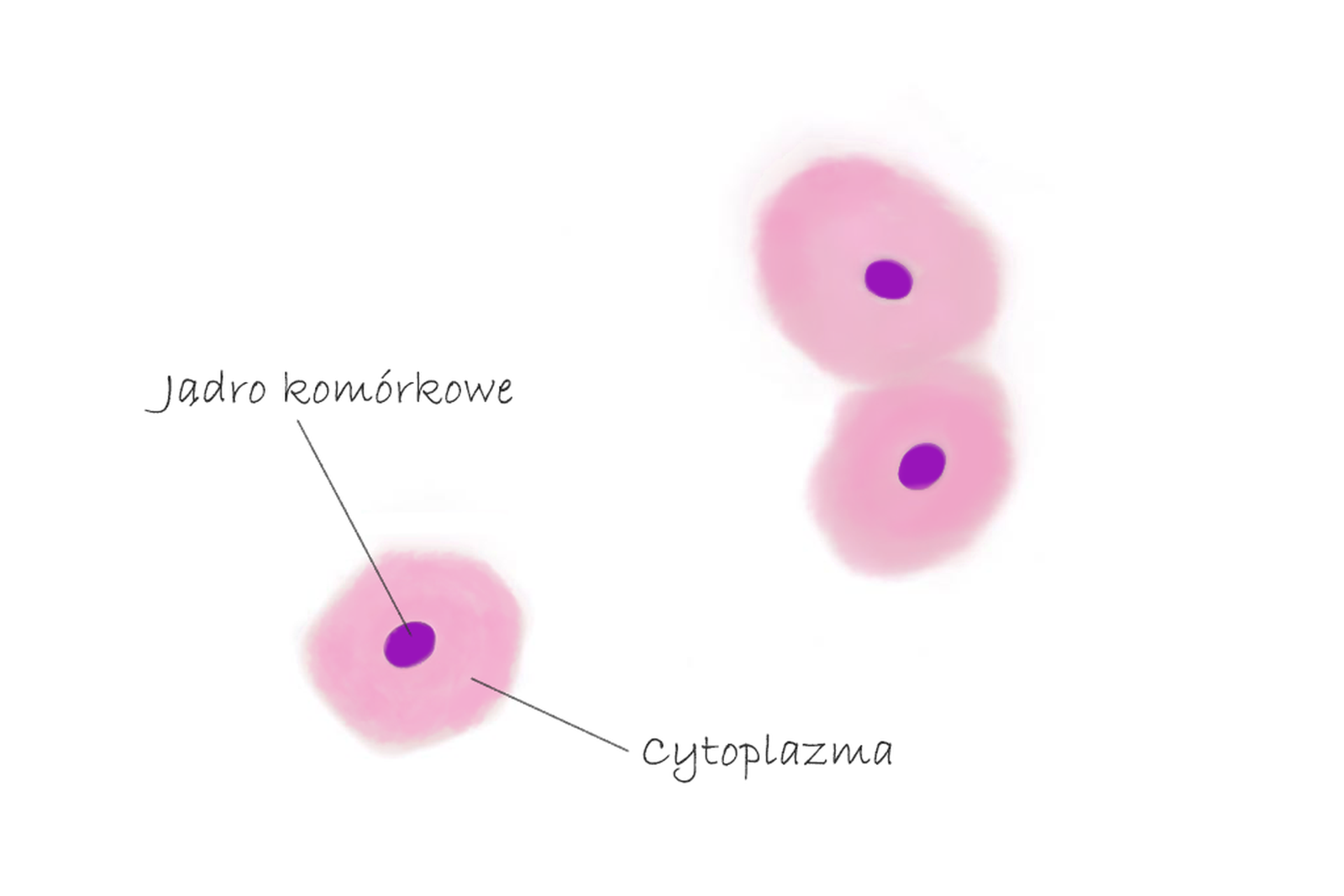 Rysunek komórek nabłonka jamy ustnej.