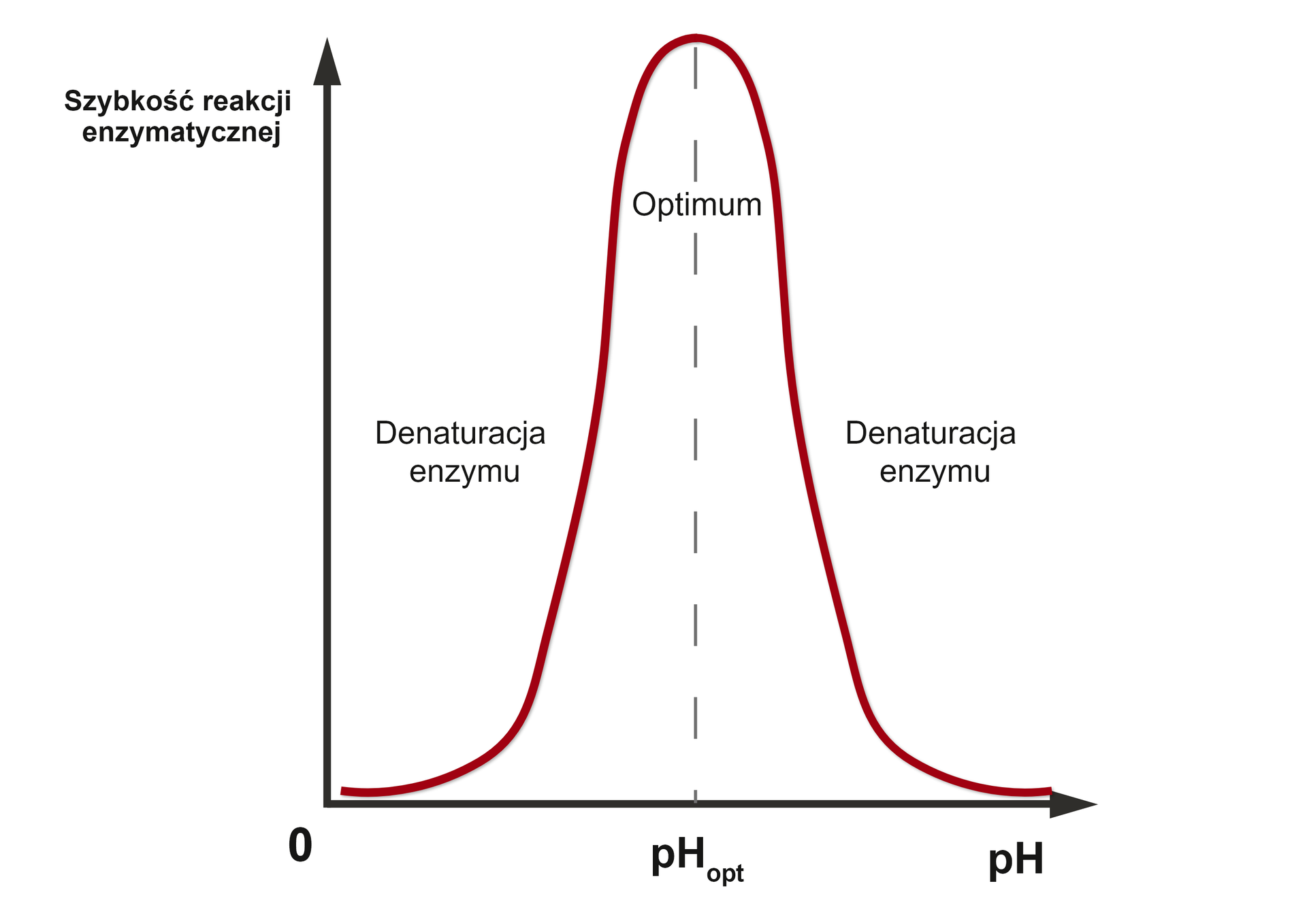 Grafika przedstawia zależność pomiędzy szybkością reakcji enzymatycznej a pH środowiska. Wykres rośnie od zera do poziomu określonego jako optimum dla pH optymalnego. Następnie wykres spada do wartości określonej jako pH. Denaturacja enzymu następuje w warunkach innych niż optymalne. 