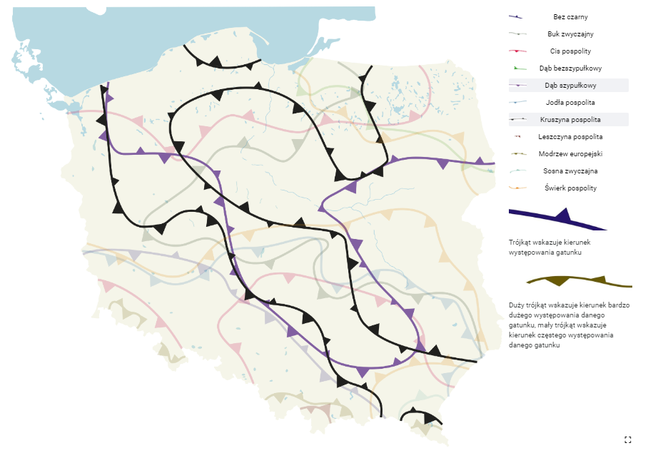 Grafika przedstawia widok mapy z wyróżnionymi dwoma przykładowymi zasięgami drzew. Widoczna jest mapa Polski, na której za pomocą kolorowych linii z trójkątami zaznaczono zasięg występowania jedenastu gatunków drzew i krzewów. Po wybraniu konkretnego gatunku zostaje on wyodrębniony na mapie. Linie pokrywają małe i duże trójkąty. Małe trójkąty wskazują kierunek częstego występowania, a duże kierunek bardzo dużego występowania danego gatunku.