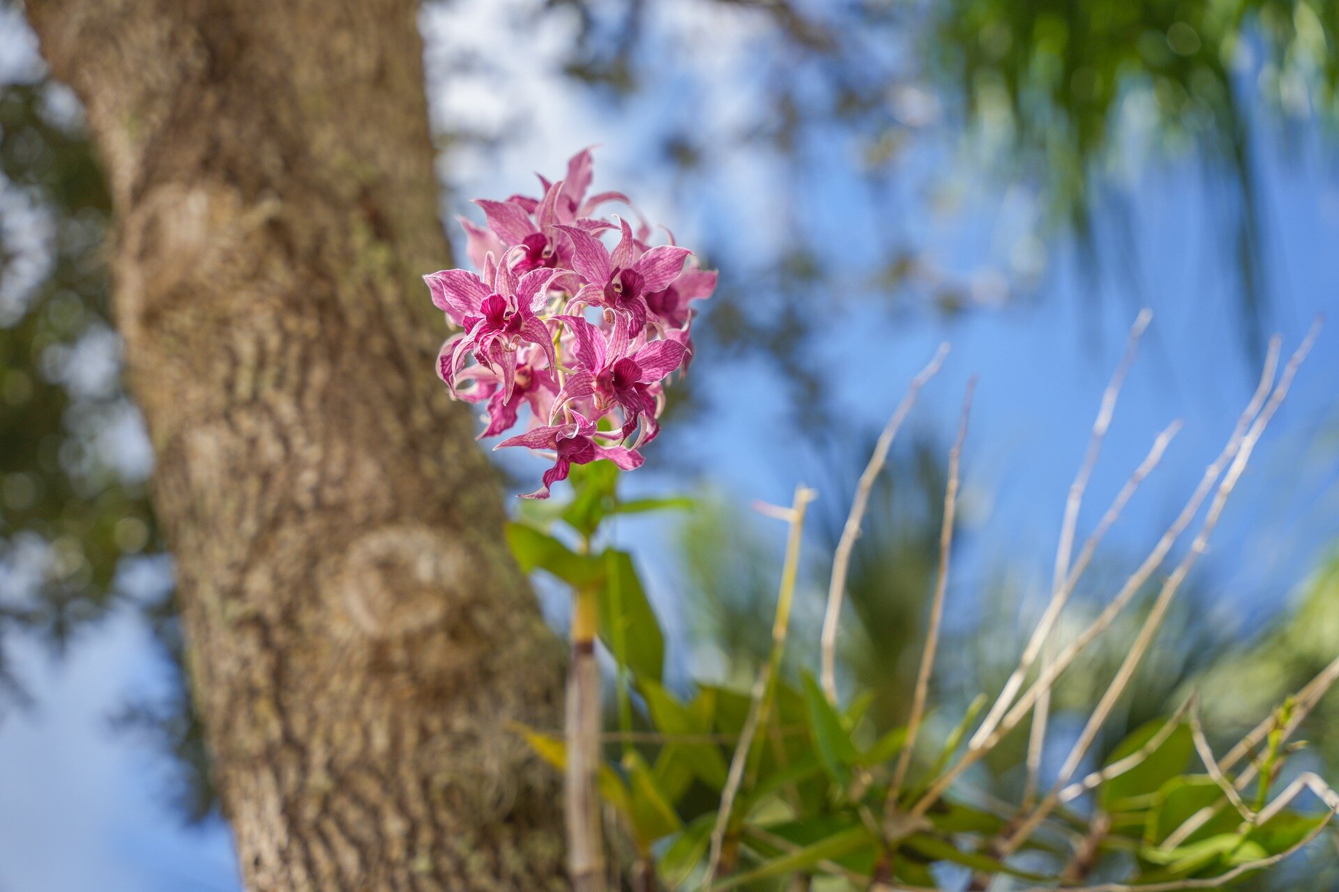 Na fotografii widoczny jest różowy kwiatostan orchidei. Złożony jest z kwiatów o jasnoróżowych płatkach i ciemnoróżowych środkach. Osadzony jest na podłużnej brązowej gałązce. W tle widoczne są zielone liście oraz szeroki, brązowy pień.