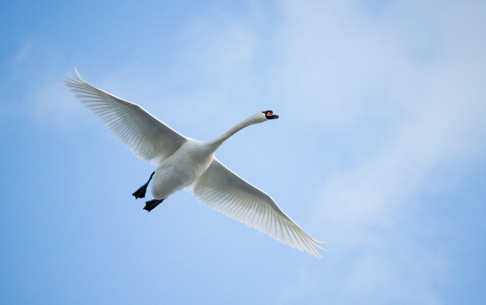 Ilustracja przedstawia lecącego na niebie łabędzia. Fotografia zrobiona jest z ziemi. Ptak ma szeroko rozłożone skrzydła i wyciągniętą w prawą stronę szyję. Jest biały, jego nogi i okolice dzioba są czarne, natomiast dziób jest pomarańczowy. 