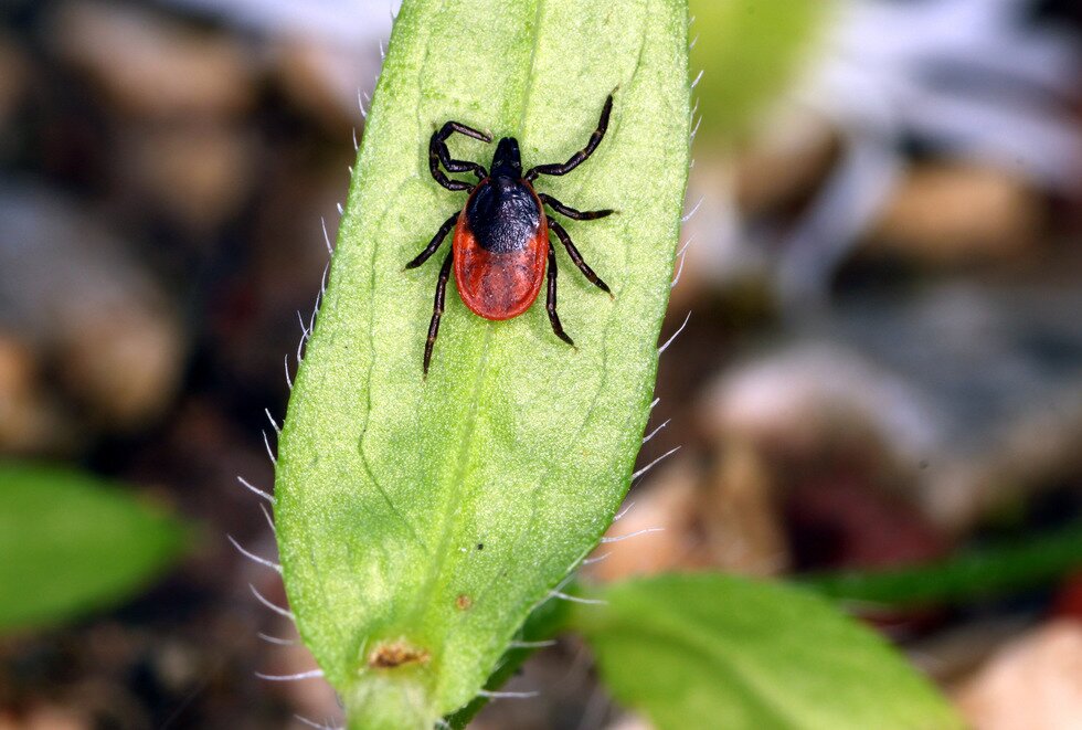 Fotografia przedstawia w dużym zbliżeniu pionowo czerwono – czarnego kleszcza na zielonym liściu z kolcami na brzegach. U góry owalnego głowotułowia odnóża gębowe pajęczaka są złożone razem.
