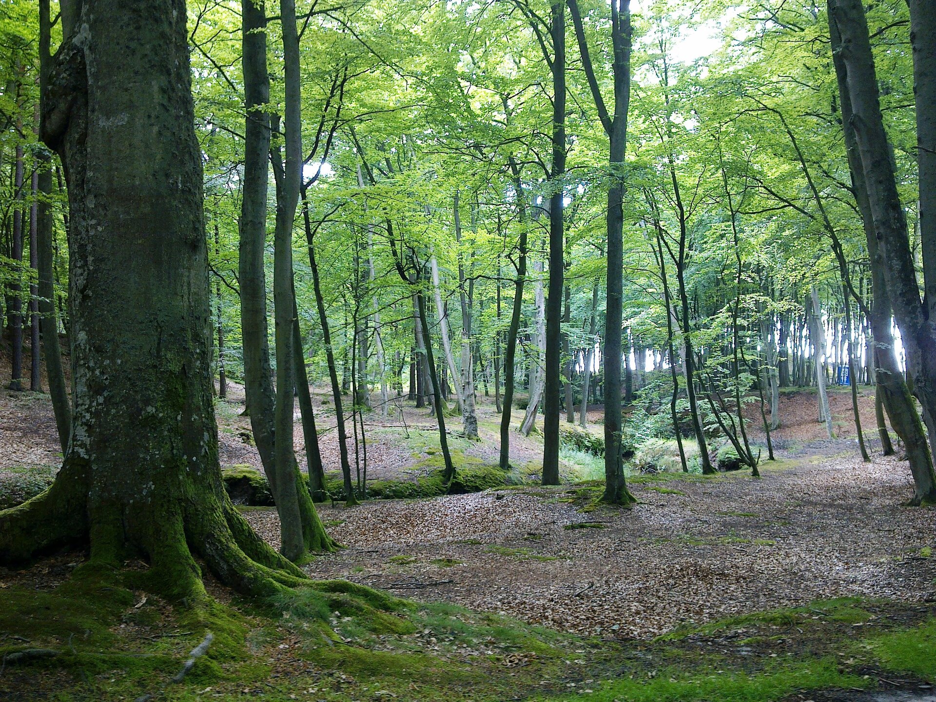 Na zdjęciu las składający się z różnych gatunków drzew liściastych.