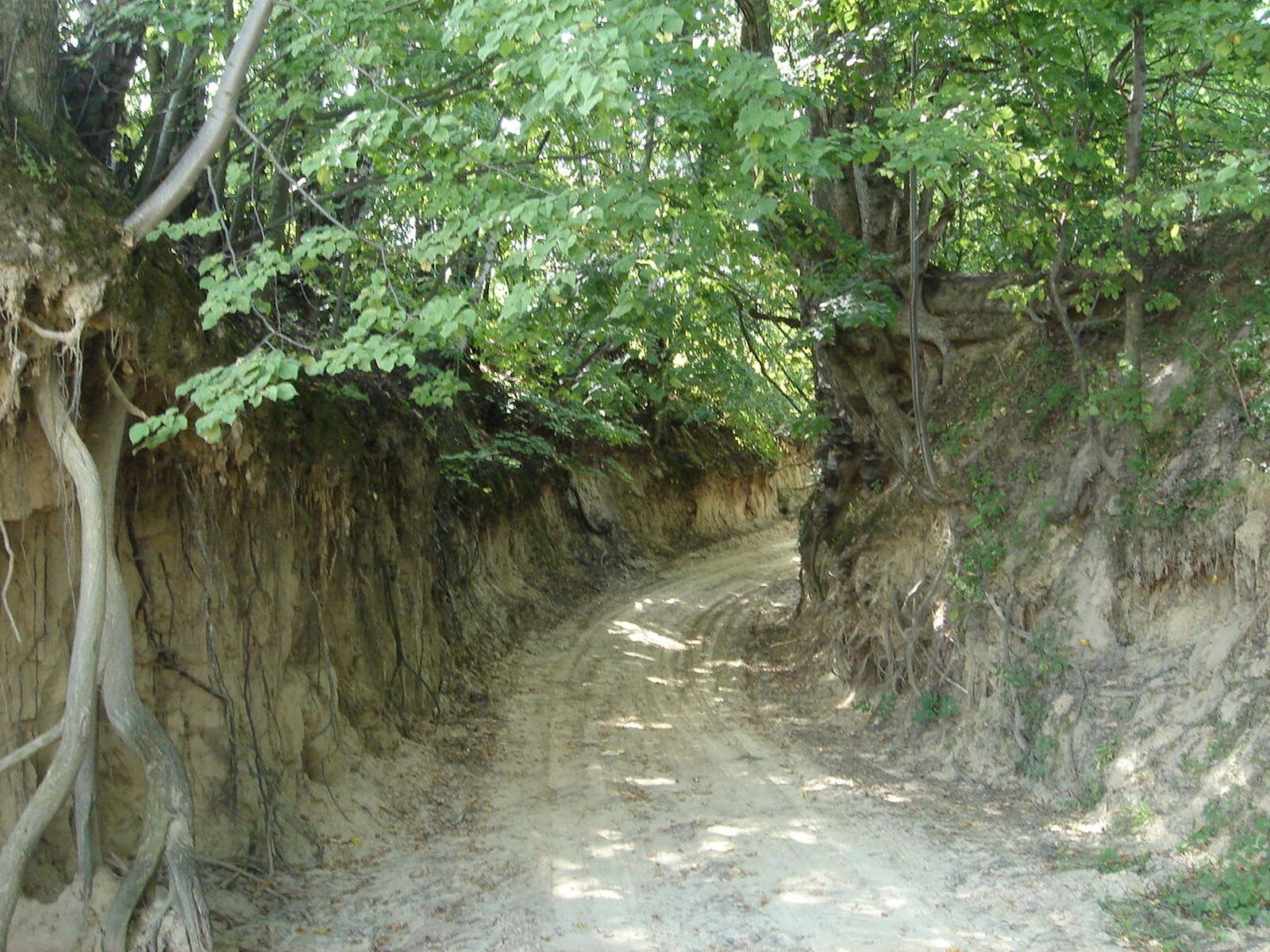 Zdjęcie przedstawia wąwóz. Droga leśna. Wygląda jakby była wycięta w ziemi. 