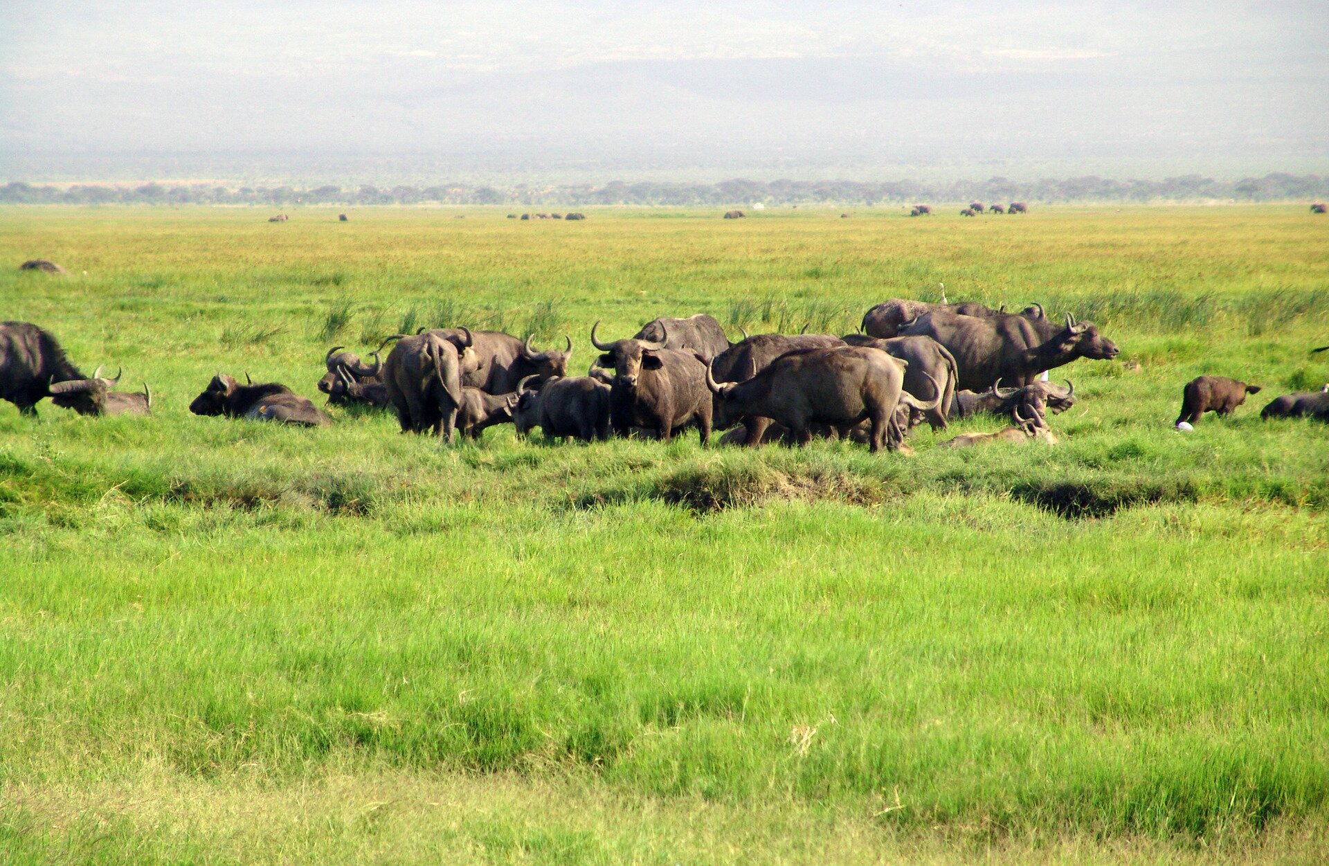 Fotografia przedstawia nieduże stado bawołów, pasących się na trawiastej, zielonej równinie. Zwierzęta mają masywną sylwetkę. Część ciemnobrązowych zwierząt stoi, kilka leży. Między dorosłymi znajduje się kilka młodych. Bawoły mają duże, poziomo ułożone uszy, a samce duże rogi wygięte na boki i ku górze.