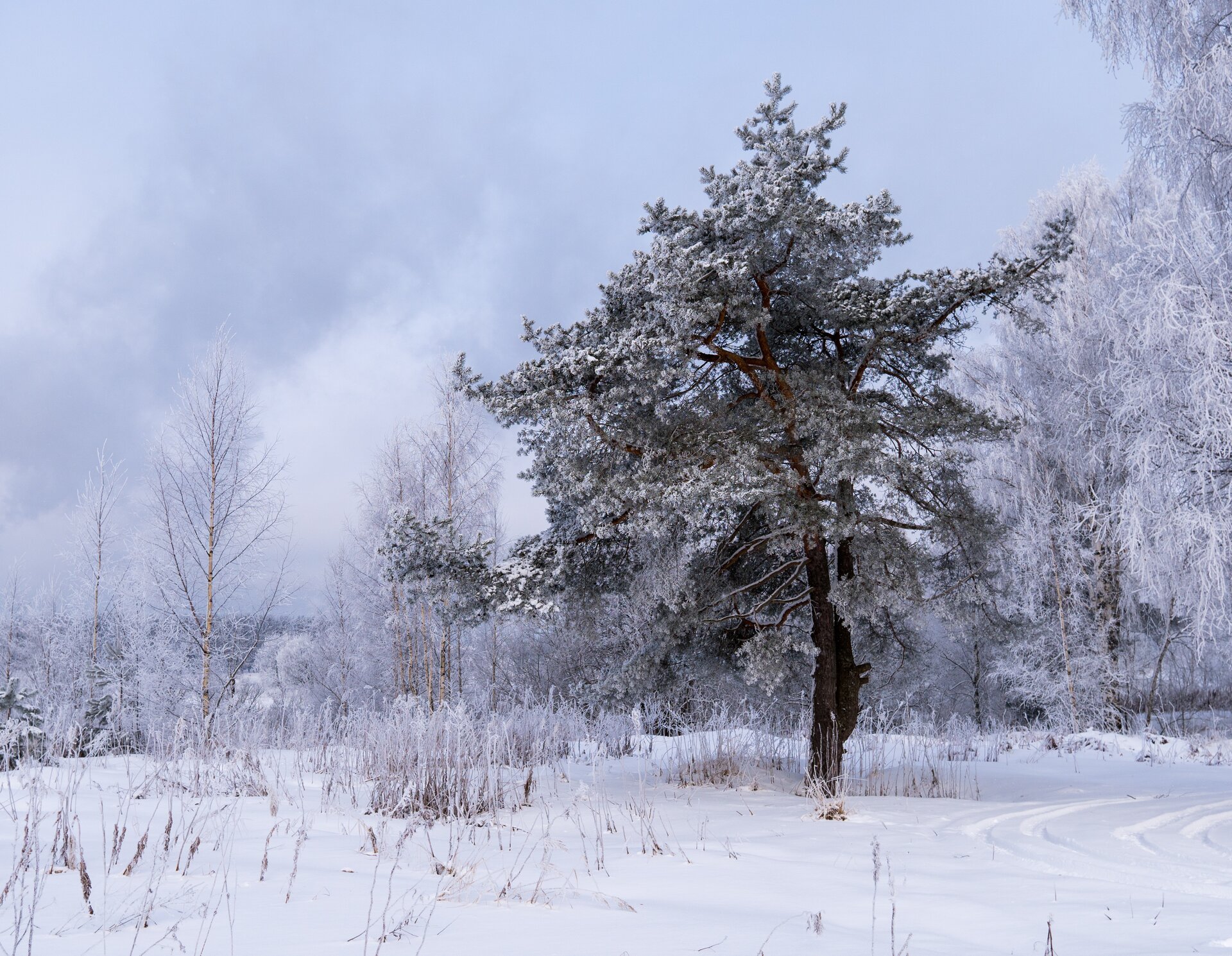 Ilustracja przedstawia ośnieżone drzewo.