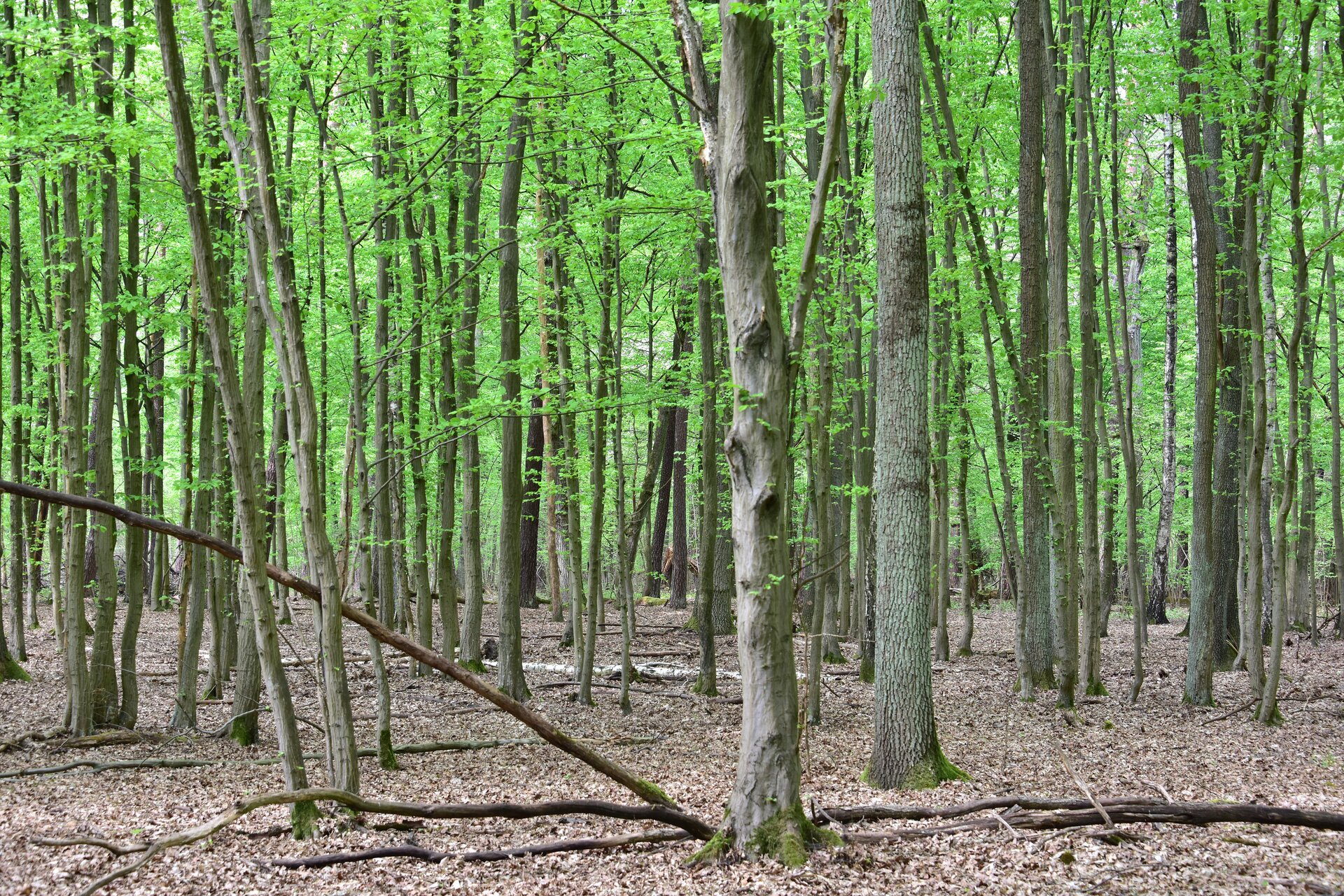 Fotografia ukazuje wnętrze lasu. Na pierwszym planie znajdują się cienkie pnie drzew liściastych. Runo leśne to głównie suche liście drzew. 