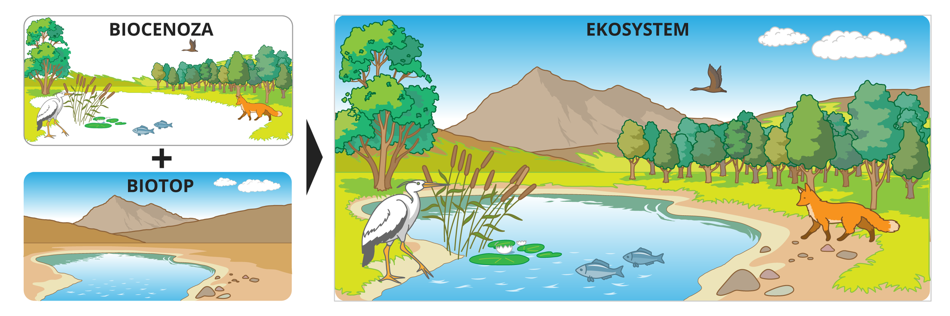 Dwie ilustracje przedstawiają składniki ekosystemu. Górna ilustracja przedstawia biocenozę – część ożywioną ekosystemu, do której należą: rośliny, zwierzęta, grzyby i inne organizmy. Dolna ilustracja przedstawia biotop – część nieożywioną, do której należą: skały, kamienie, wody, różne formy terenu. Biocenoza plus biotop na jednej ilustracji, po prawej stronie, tworzą ekosystem. Oba składniki ekosystemu oddziałują wzajemnie na siebie.