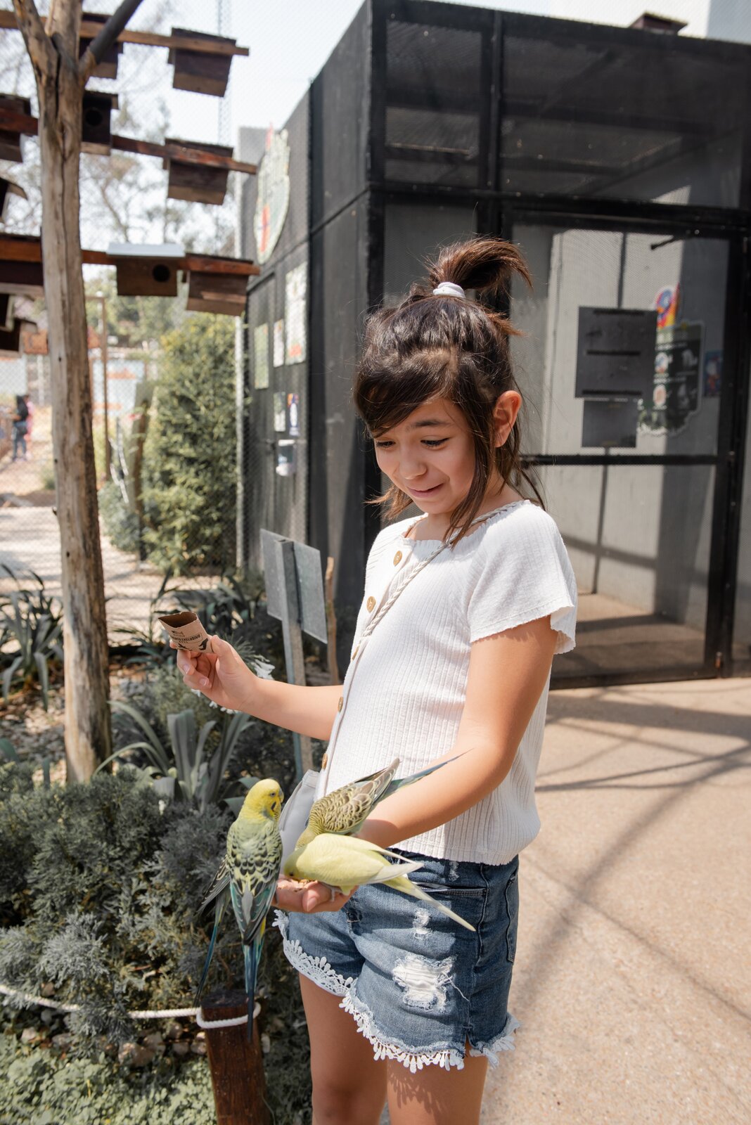 Zdjęcie przedstawia stojącą dziewczynkę, która karmi papugi. Dziewczynka ma dłuższe, ciemne włosy związane w kucyk, jest ubrana w białą bluzkę z krótkim rękawem i dżinsowe szorty. W prawej uniesionej ręce trzyma papierową tutkę, a na dłoni lewej ręki ma nasypane ziarno. Na dłoni z ziarnem siedzą trzy papużki dziobiące jedzenie. Jedna z nich jest jasnożółta, a dwie mają żółte łebki i kolorowe, nakrapiane pióra. Na lewo od dziewczynki widoczny jest drewniany drogowskaz z tabliczkami, a za nią przeszklone pomieszczenie. 