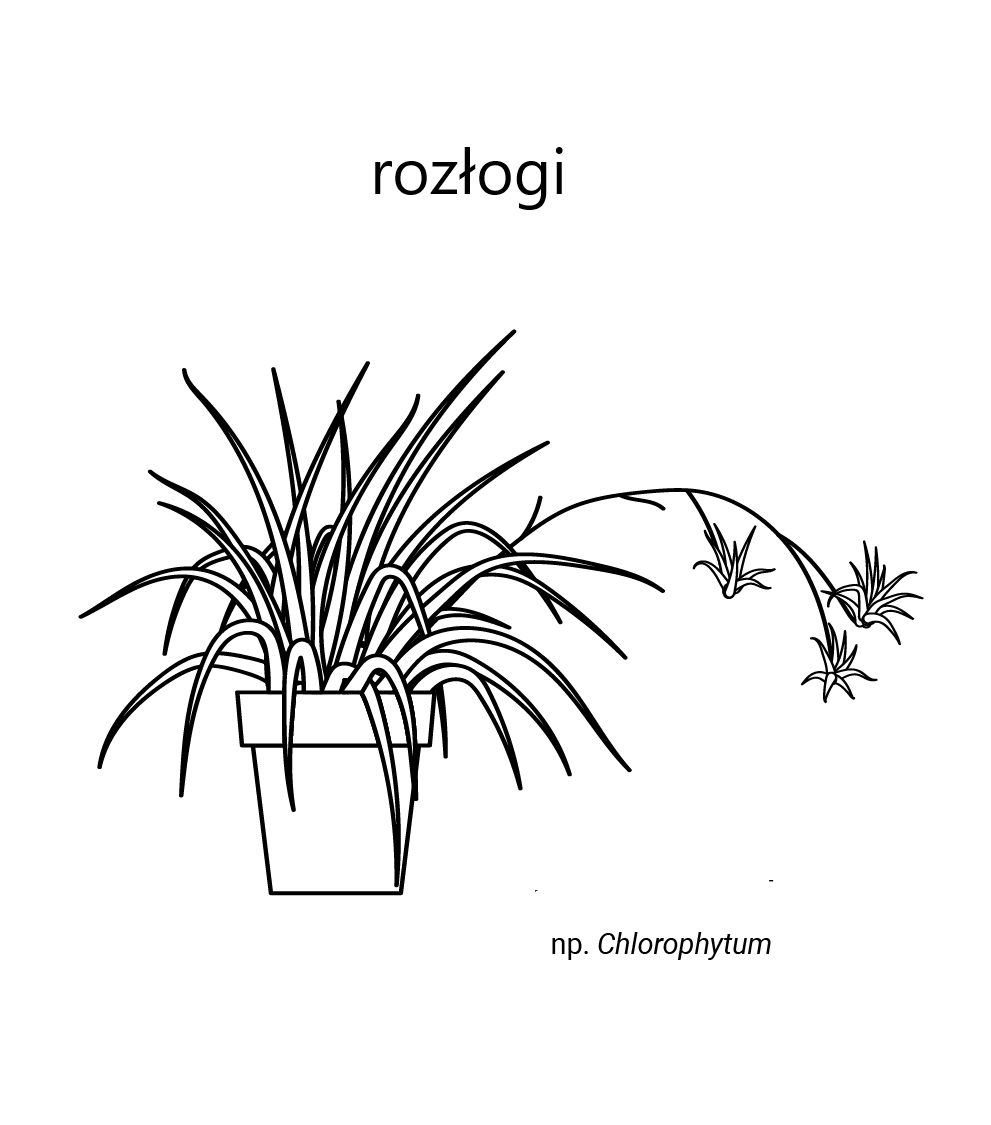 Grafika przedstawia rozłogi, np. Chlorophytum. Widoczna jest roślina w donicy, która ma bardzo wiele długich i cienkich liści.