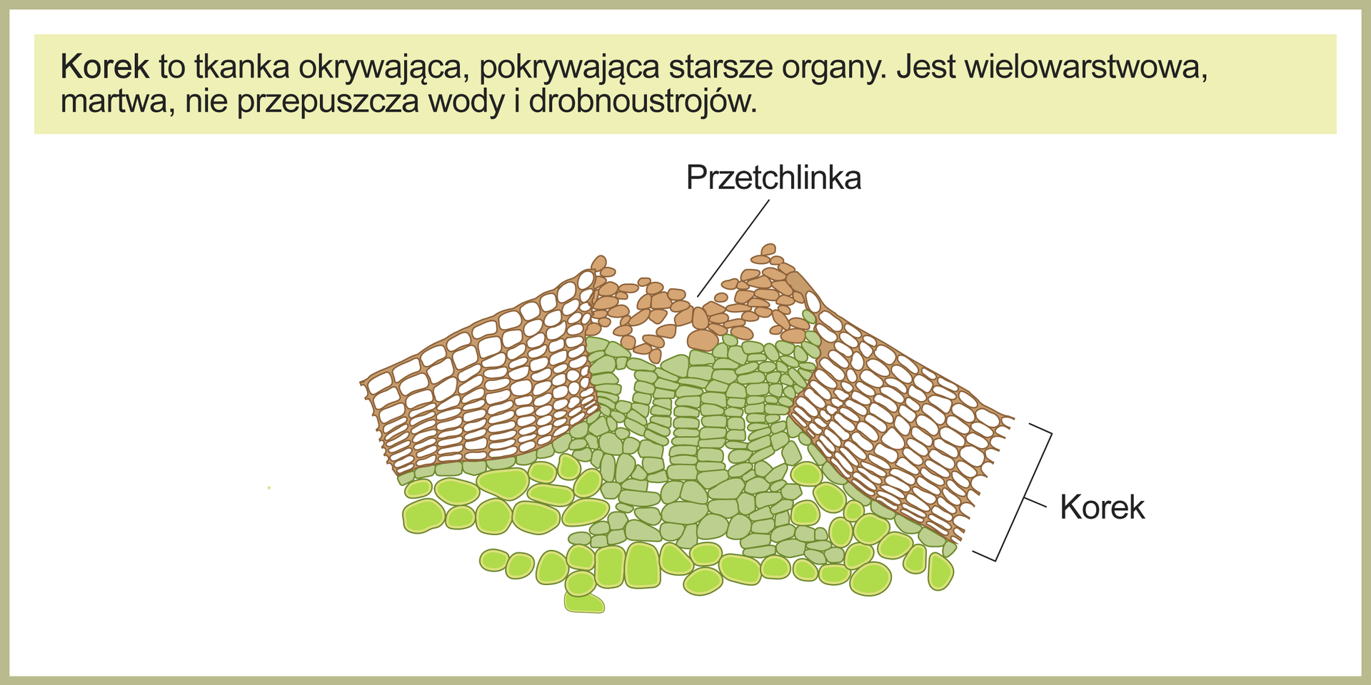 Ilustracja przedstawia przekrój poprzeczny zewnętrznego fragmentu rośliny pokrytego korkiem. Korek, w postaci ściśle przylegających do siebie, grubościennych i pustych w środku, regularnie ułożonych komórek, stanowi najbardziej zewnętrzną warstwę rośliny. W centralnej części ilustracji widoczne jest zgrupowanie luźno ułożonych, pełnych komórek korka, podpisane jako przetchlinka. Pod warstwą korka znajdują się luźno ułożone, duże komórki miękiszu. Nad grafiką znajduje się tekst: Korek to tkanka okrywająca, pokrywająca starsze organy. Jest wielowarstwowa, martwa, nie przepuszcza wody i drobnoustrojów.