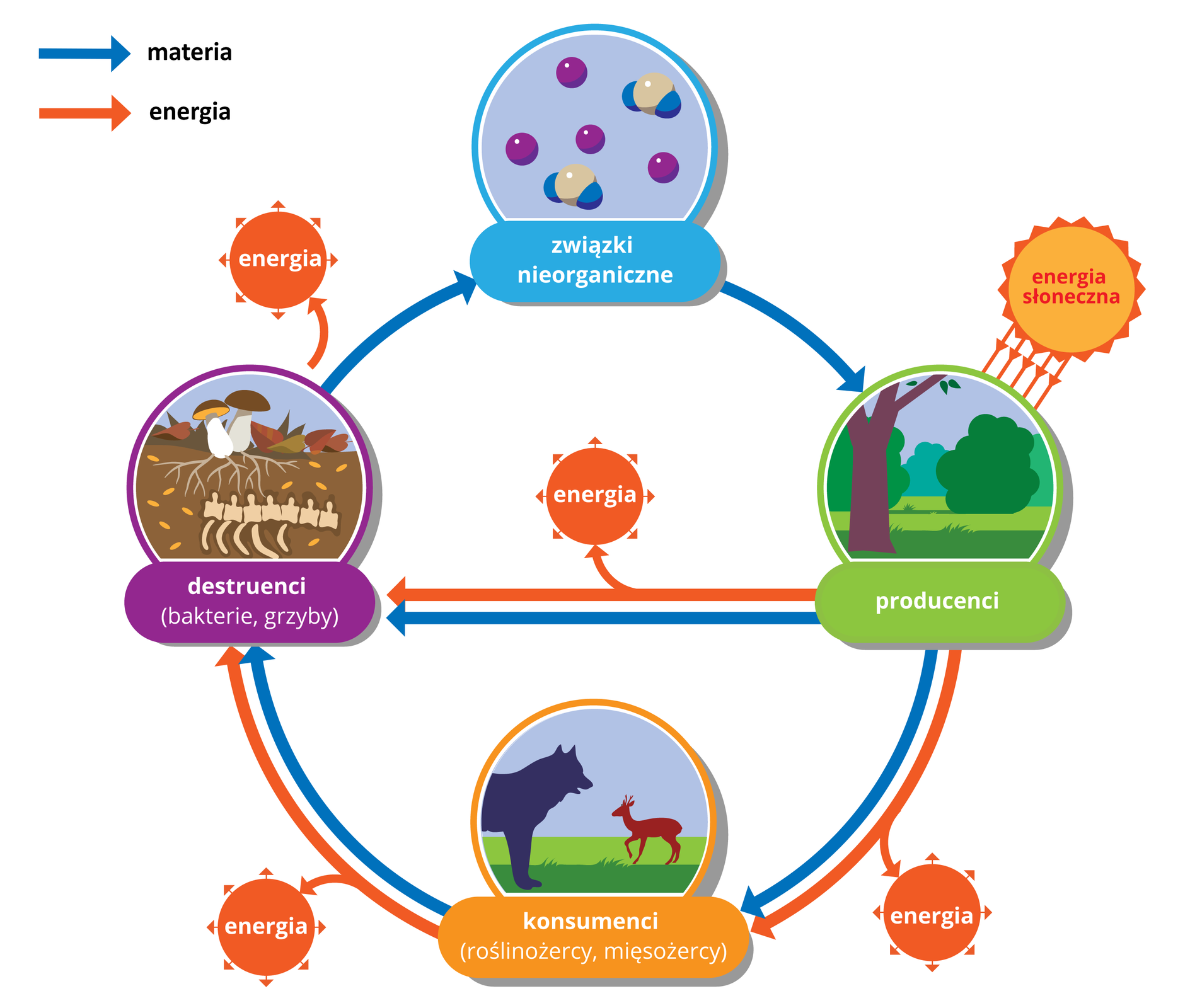 Schemat przedstawia obieg materii i przepływ energii pomiędzy różnymi grupami organizmów. Obieg materii zaznaczony jest niebieską strzałką, a energii czerwoną. Schemat ma kształt koła. Zaczyna się u góry od związków nieorganicznych. Znajduje się tu grafika przedstawiająca kuliste cząsteczki chemiczne. Od związków nieorganicznych, w prawo, odchodzi niebieska strzałka oznaczająca przepływ materii. Prowadzi ona do producentów. Producenci przedstawieni są na obrazku jako drzewa, krzewy i trawa. Producenci pobierają energię ze słońca. Jest to uwzględnione na schemacie jako słońce znajdujące się ponad rysunkiem roślin. Promienie słońca w postaci strzałek prowadzą do rysunku roślin. Od producentów odchodzą dwie strzałki poziome w lewo do destruentów, czyli bakterii i grzybów. Obrazek przedstawiający destruentów zawiera grzyby, które chwytnikami sięgają w głąb gleby, gdzie widać zakopane kości. Od producentów do destruentów prowadzi czerwona strzałka z energią. Energia również jest tracona. Strzałka rozwidla się i część energii jest rozpraszana do otoczenia. Druga strzałka, niebieska, wskazuje przepływ materii od producentów do destruentów. Od producentów w dół również prowadzą dwie strzałki. Biegną one do konsumentów (roślinożerców i mięsożerców). Obrazek przedstawia wilka i jelenia. Strzałka czerwona z energią również tu się rozwidla, część energii jest tracona. Niebieska strzałka biegnie bezpośrednio od producentów do konsumentów. Od konsumentów do destruentów również biegną dwie strzałki. Czerwona się rozwidla – cześć energii rozprasza się. Niebieska prowadzi bezpośrednio do destruentów. Od destruentów w górę do związków nieorganicznych prowadzi niebieska strzałka z materią. Czerwona strzałka jest ugięta, wskazuje na rozpraszanie energii w środowisku.