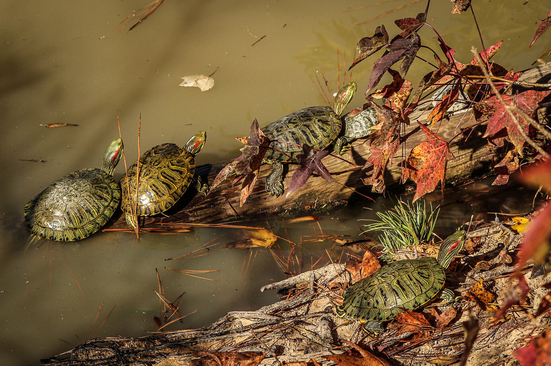 Fotografia przedstawia sześć zielonych żółwi, siedzących na drewnianej kłodzie, ujętych z góry. Pięć siedzi na kłodzie, zanurzonej częściowo w wodzie, jeden za drugim, szósty obok na brzegu. Wszystkie mają uniesione głowy. Żółwie są zielono‑czarne, na szyi mają czerwone podłużne plamy sięgające od oka do szyi. W tle widoczna jest mętna, zielonkawa woda i pomarańczowo‑czerwono‑bordowe liście.