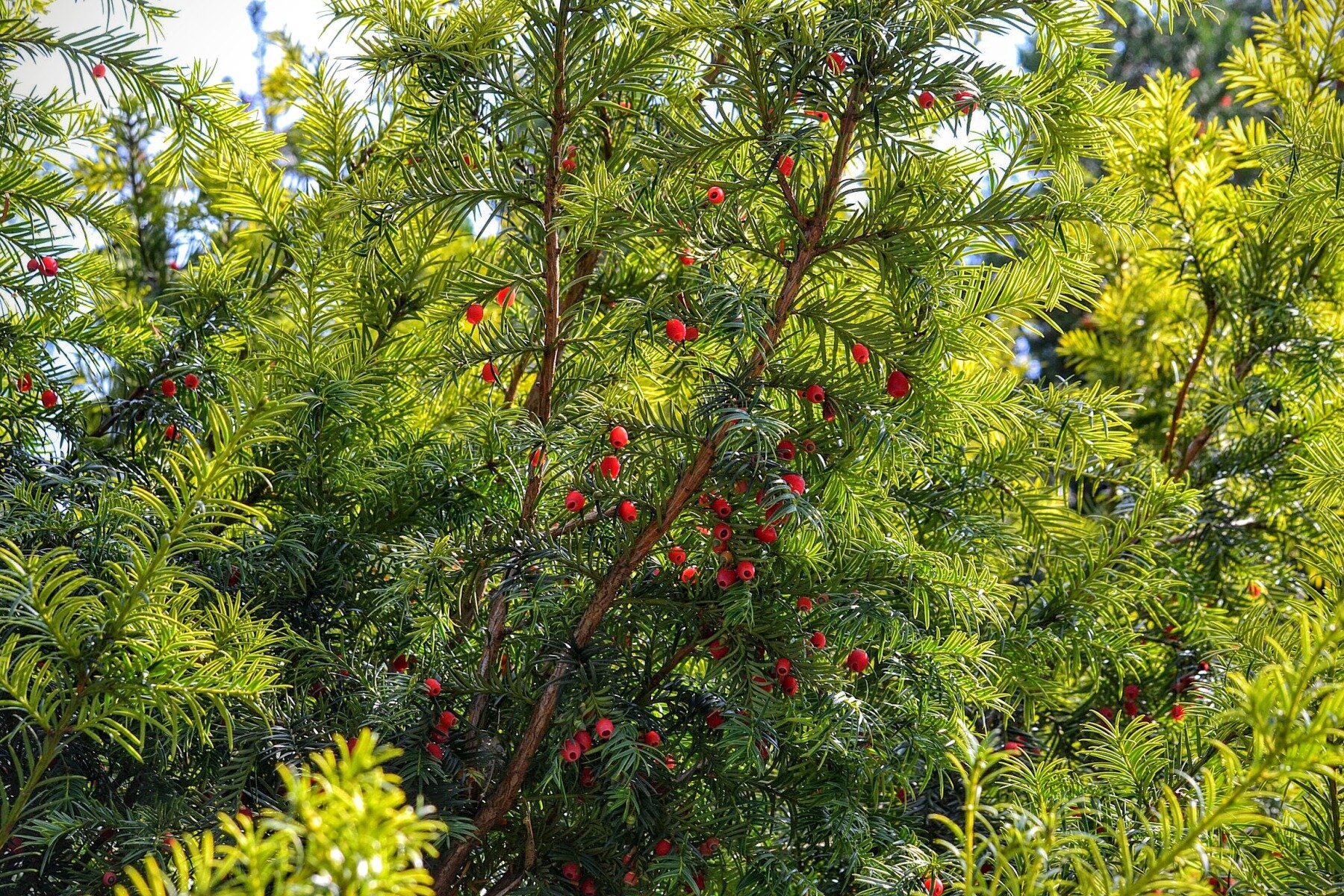 Zdjęcie przedstawia brązowe gałęzie cisu pospolitego, porośnięte krótkimi, jasnozielonymi igłami, pomiędzy którymi dostrzegalne są czerwone, okrągłe, niewielkie owoce.