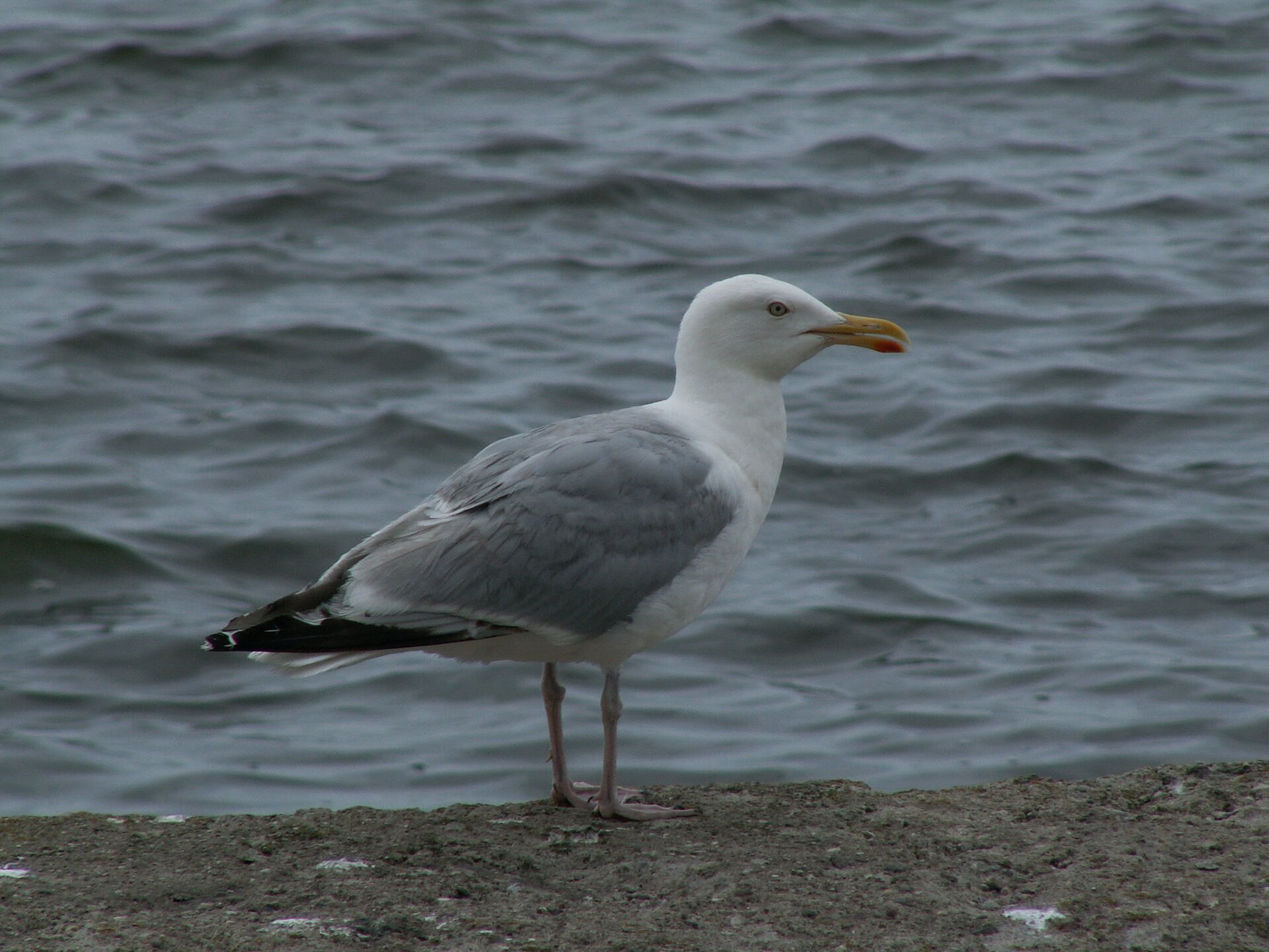Zdjęcie przedstawia mewę srebrzystą znajdującą się przy brzegu zbiornika wodnego. Ptak jest biały, ma siwe skrzydła i czarny ogon. Dziób ptaka jest długi i żółty, zwierzę ma też długie nogi.