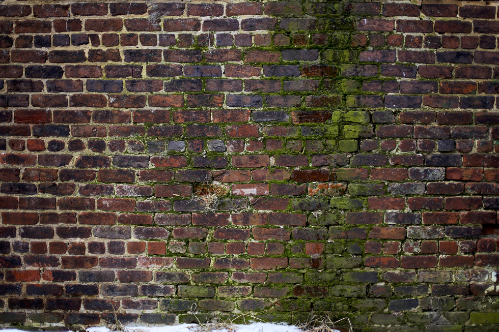 Fotografia przedstawia fragment ceglastej ściany. Na środku widoczny jest pas nalotu z  mchu. 