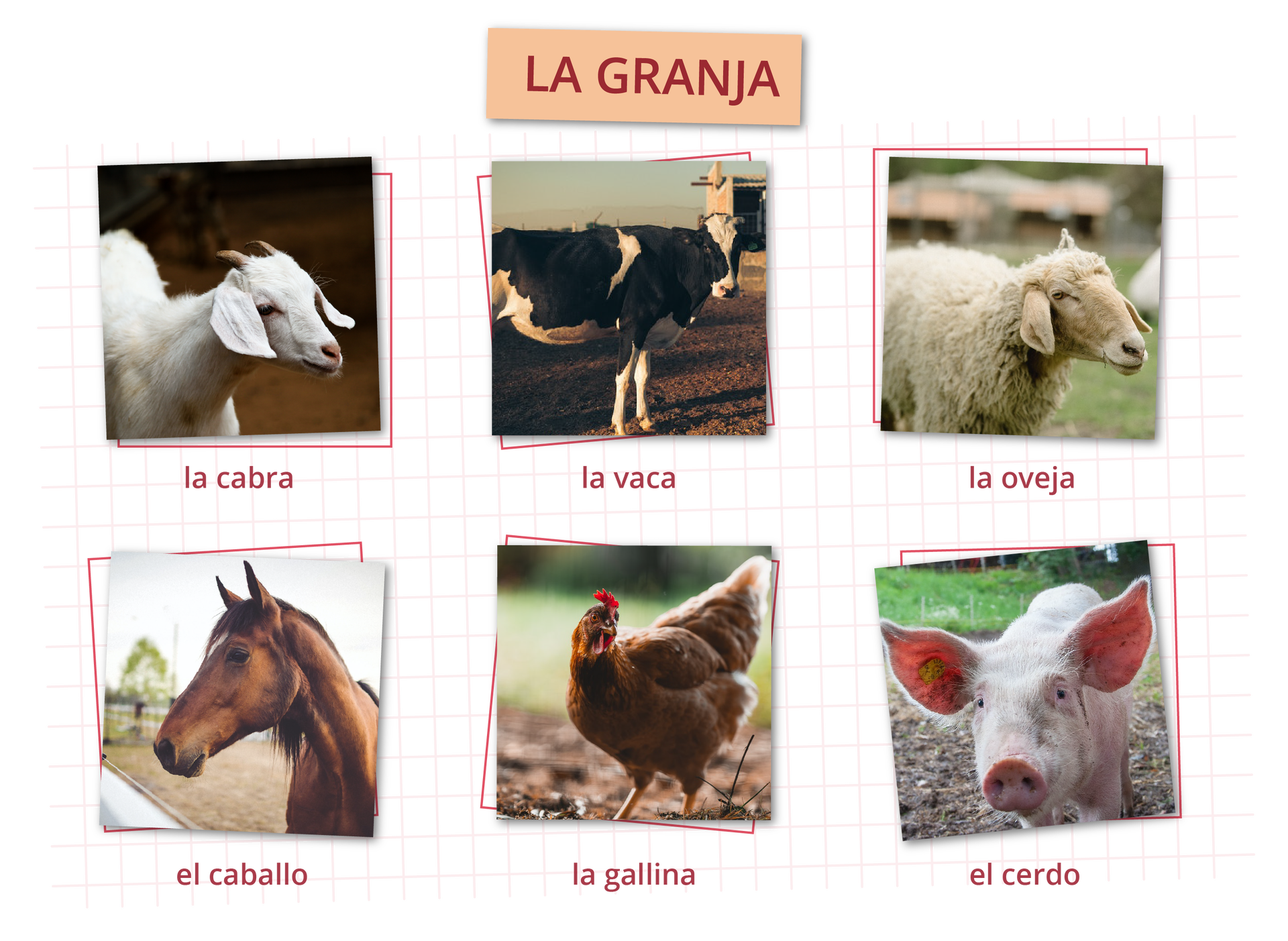 Kolaż zdjęć. W nagłówku ilustracji napisane jest: LA GRANJA. Poniżej znajduje się sześć zdjęć zwierząt. Każde zdjęcie podpisane jest po hiszpańsku. Zdjęcie kozy, podpis: la cabra. Zdjęcie krowy, podpis: la vaca. Zdjęcie owcy, podpis: la oveja. Zdjęcie konia, podpis: el caballo. Zdjęcie kury, podpis: la gallina. Zdjęcie świni, podpis: el cerdo.