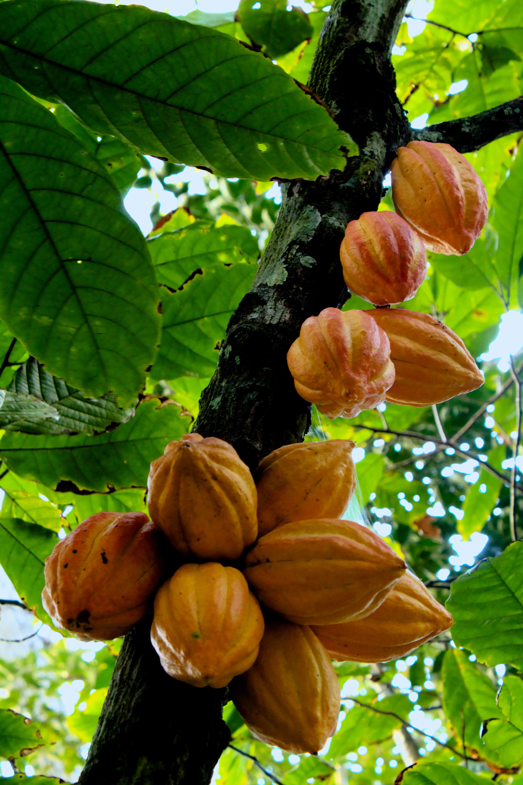 Grafika przedstawia zdjęcie krzewu kakaowca. Na zdjęciu znajduje się ciemnobrązowa gałąź, wokół której widoczne są zielone liście. Na gałęzi są owoce kakaowca. Są to pomarańczowe okrągłe jagody o owalnym wydłużonym kształcie.