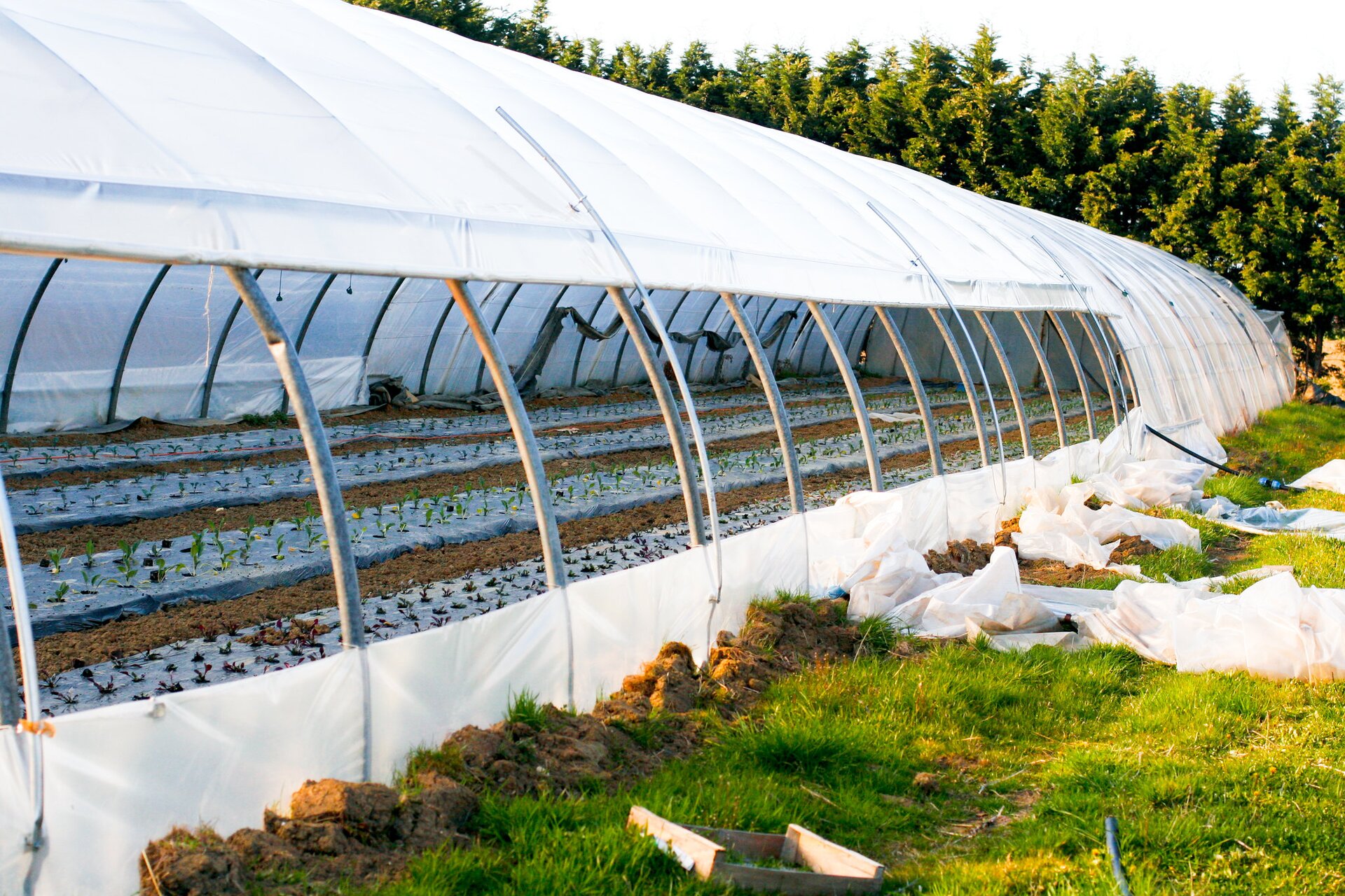 Na zdjęciu widoczna jest uprawa roślin w tunelu.