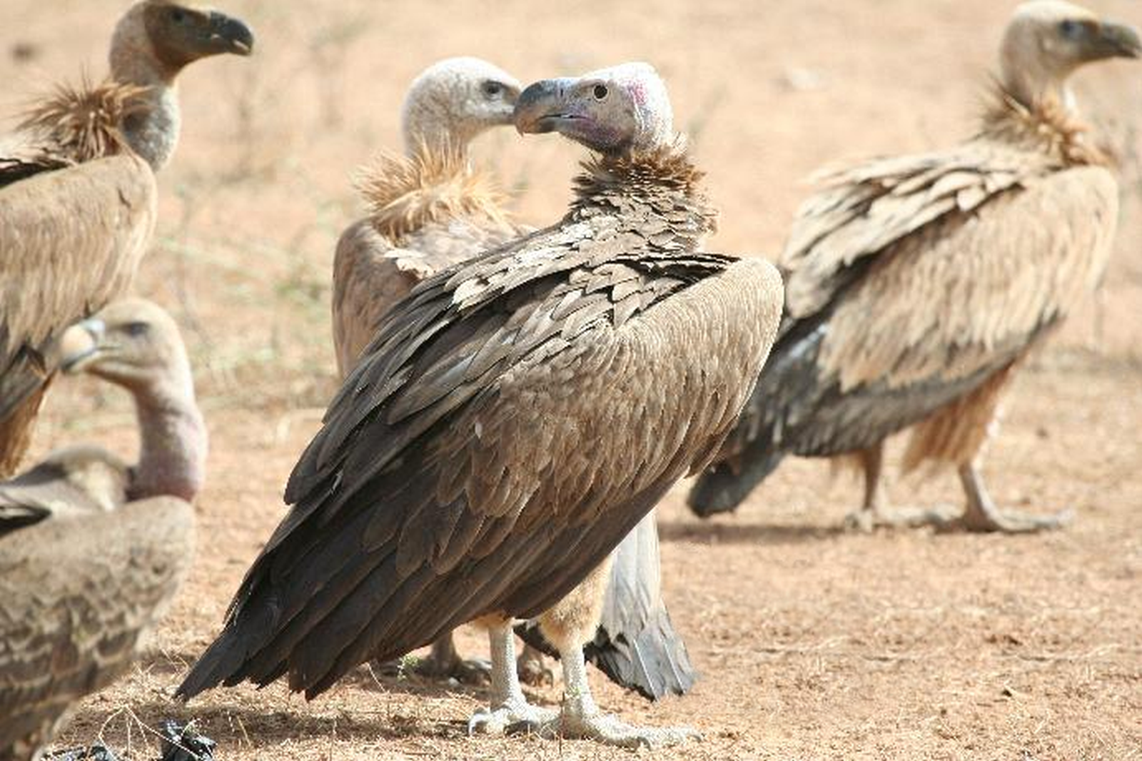 Na zdjęciu cztery duże ptaki stojące na ziemi. Mają ciemne pióra na skrzydłach i jasną, nieopierzoną głowę. Ich dzioby są bardzo duże, masywne, grube i zakrzywione.